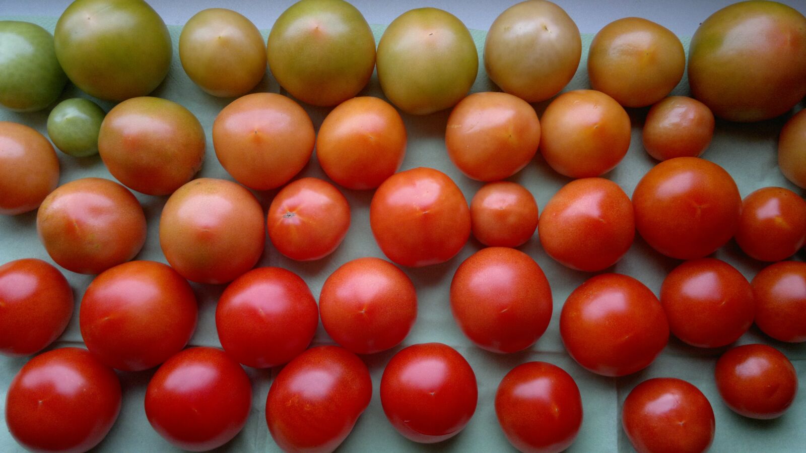 Nokia N8-00 sample photo. Tomatoes, red, green photography