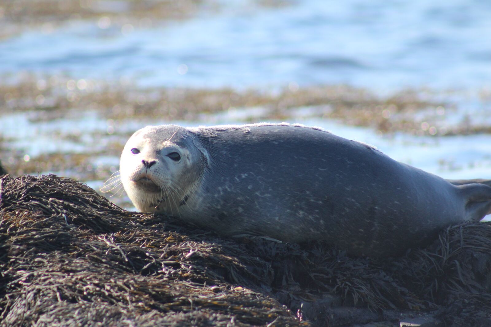 Canon EF 75-300mm f/4-5.6 USM sample photo. Seal, harbor, maritimes photography