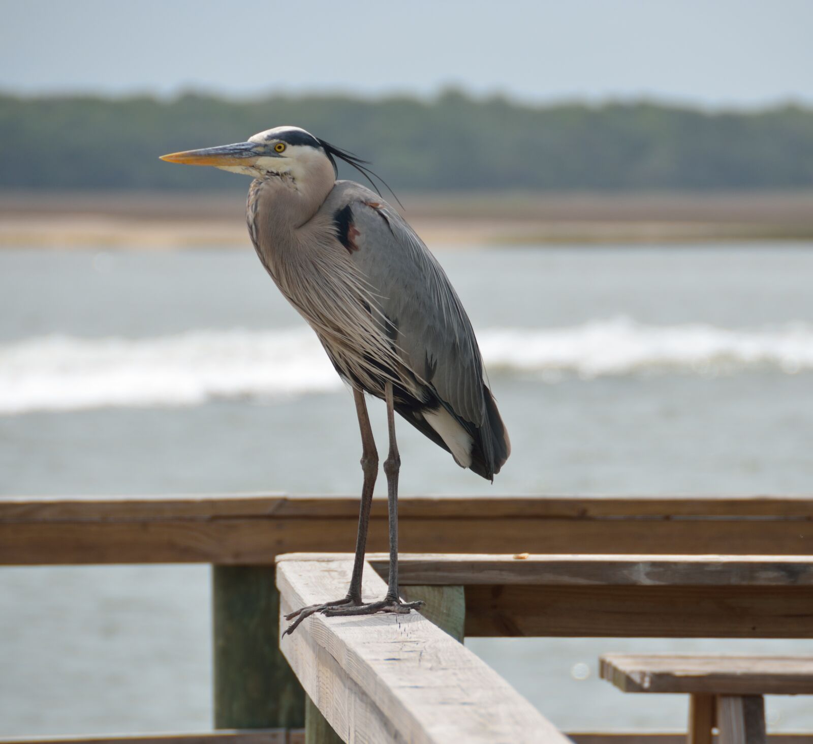 Nikon D7000 sample photo. Great blue egret, heron photography