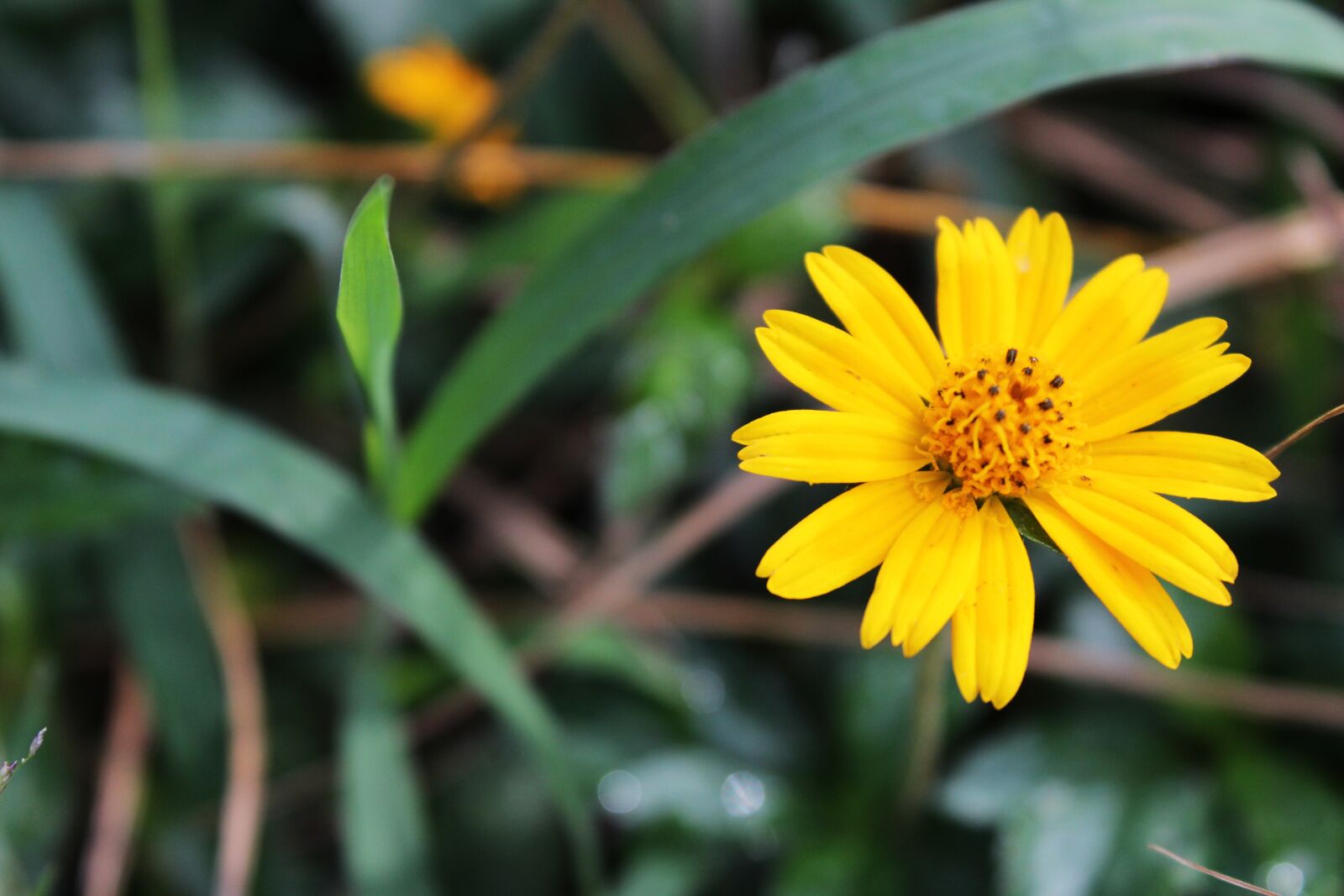 Canon EOS 1200D (EOS Rebel T5 / EOS Kiss X70 / EOS Hi) sample photo. Flower, yellow, yellow flower photography