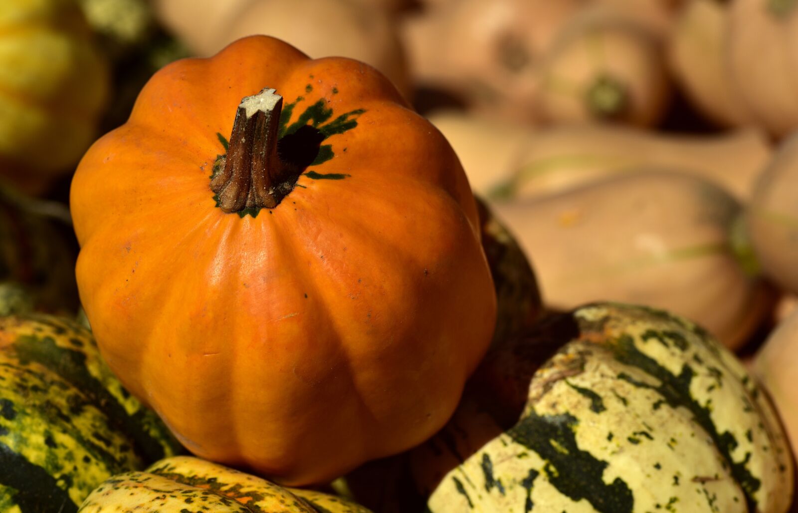 Nikon D750 sample photo. Pumpkin, kürbismix, colorful photography