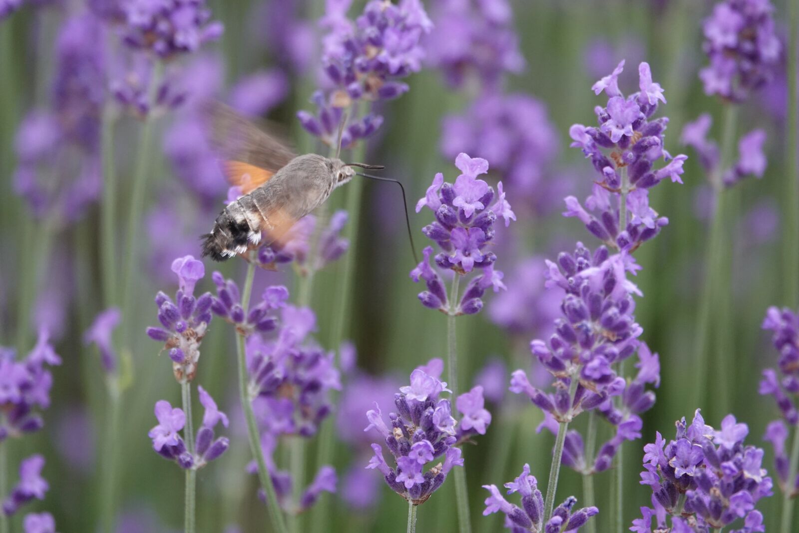 Sony Cyber-shot DSC-RX10 IV sample photo. Violet, nature, flower photography