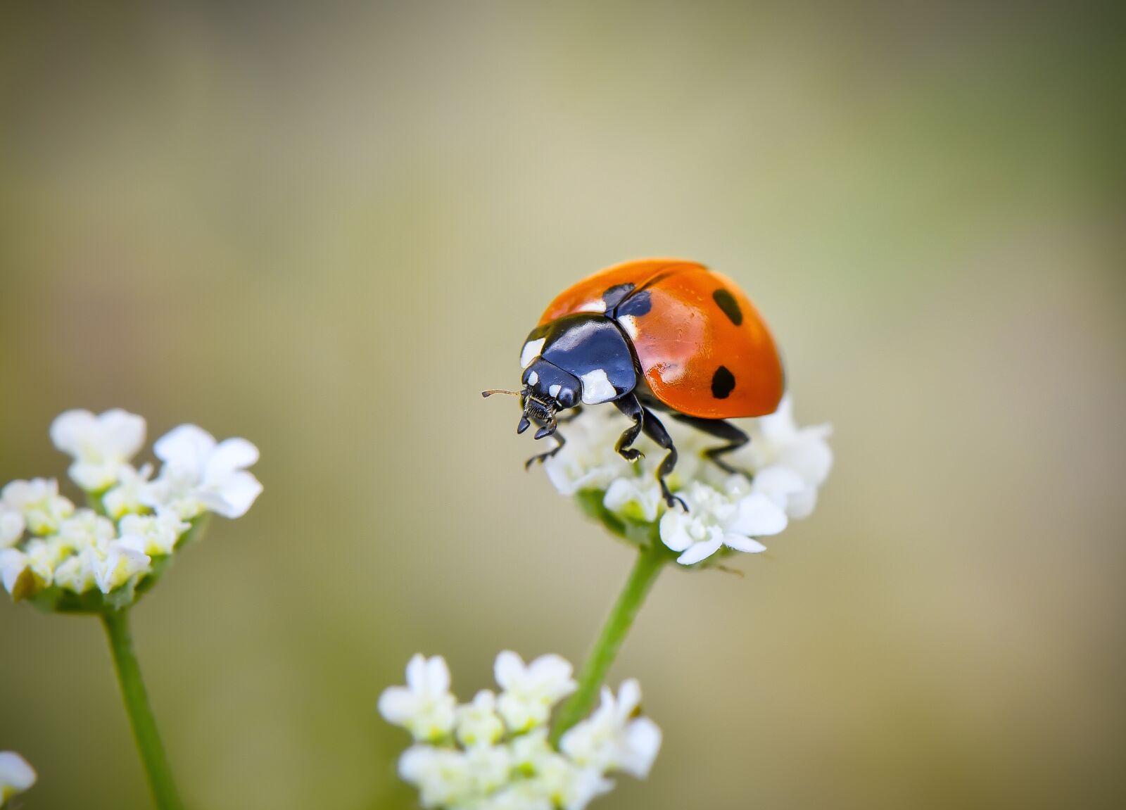 Nikon D750 sample photo. Macro, wallpaper, ladybug photography