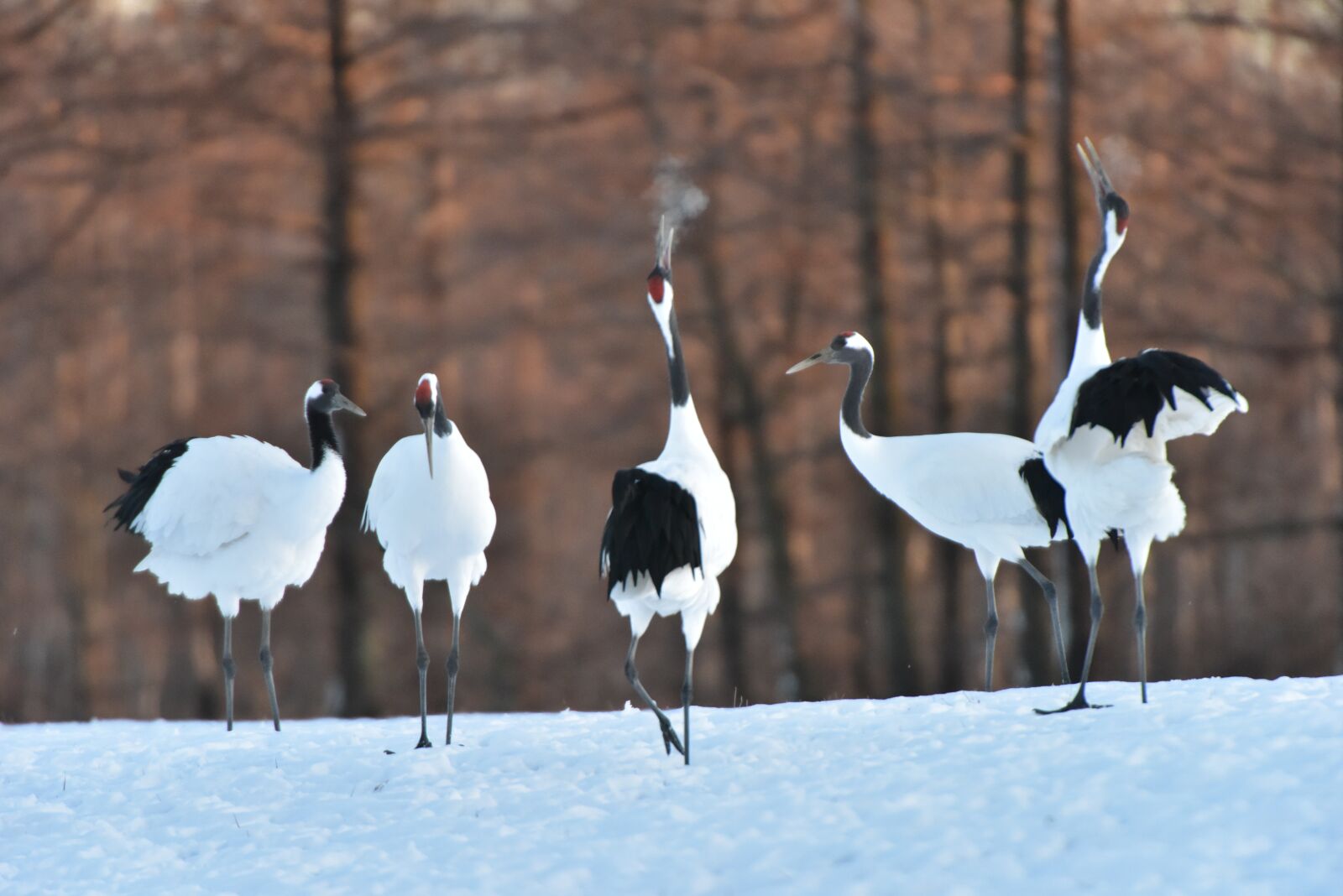 Nikon D810 sample photo. Winter, snow, cold photography