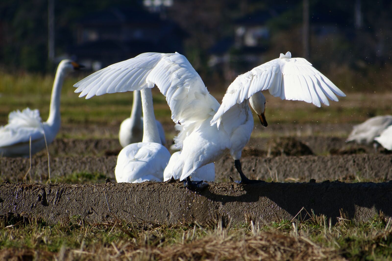 VR 70-300mm f/4.5-6.3G sample photo. Animal, rural, yamada's rice photography