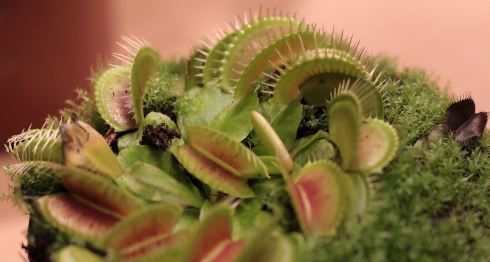 Canon EOS 600D (Rebel EOS T3i / EOS Kiss X5) sample photo. Dionaea, venusvliegenval, flesh-eating photography