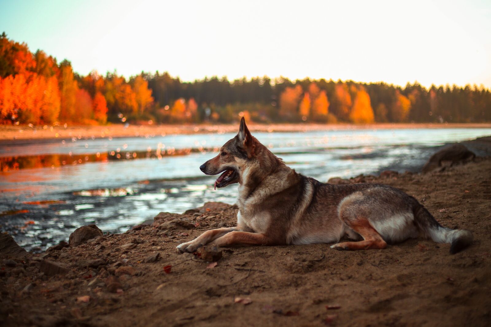 Canon EF 50mm F1.8 II sample photo. Dog, alsatian, animal photography