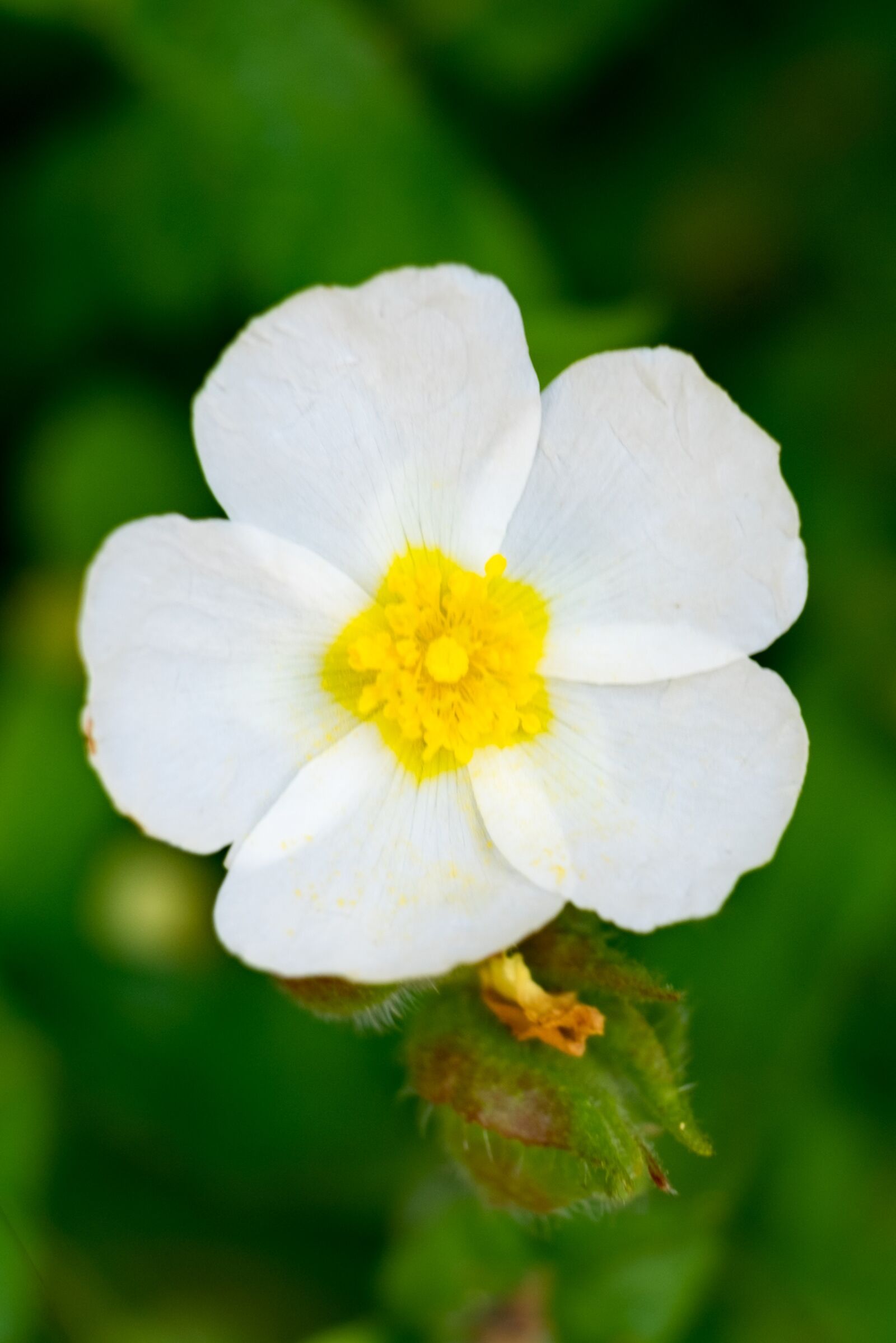 Fujifilm X-T10 sample photo. Flower, nature, summer photography