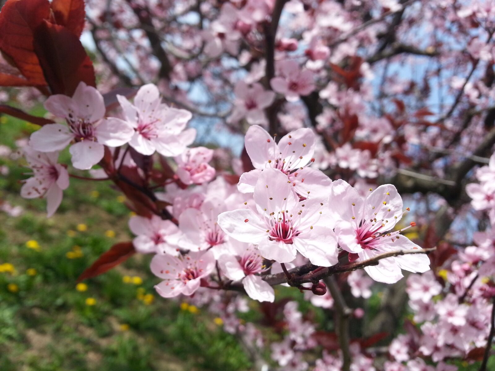 Samsung Galaxy Note2 sample photo. Blossom, bloom, spring photography