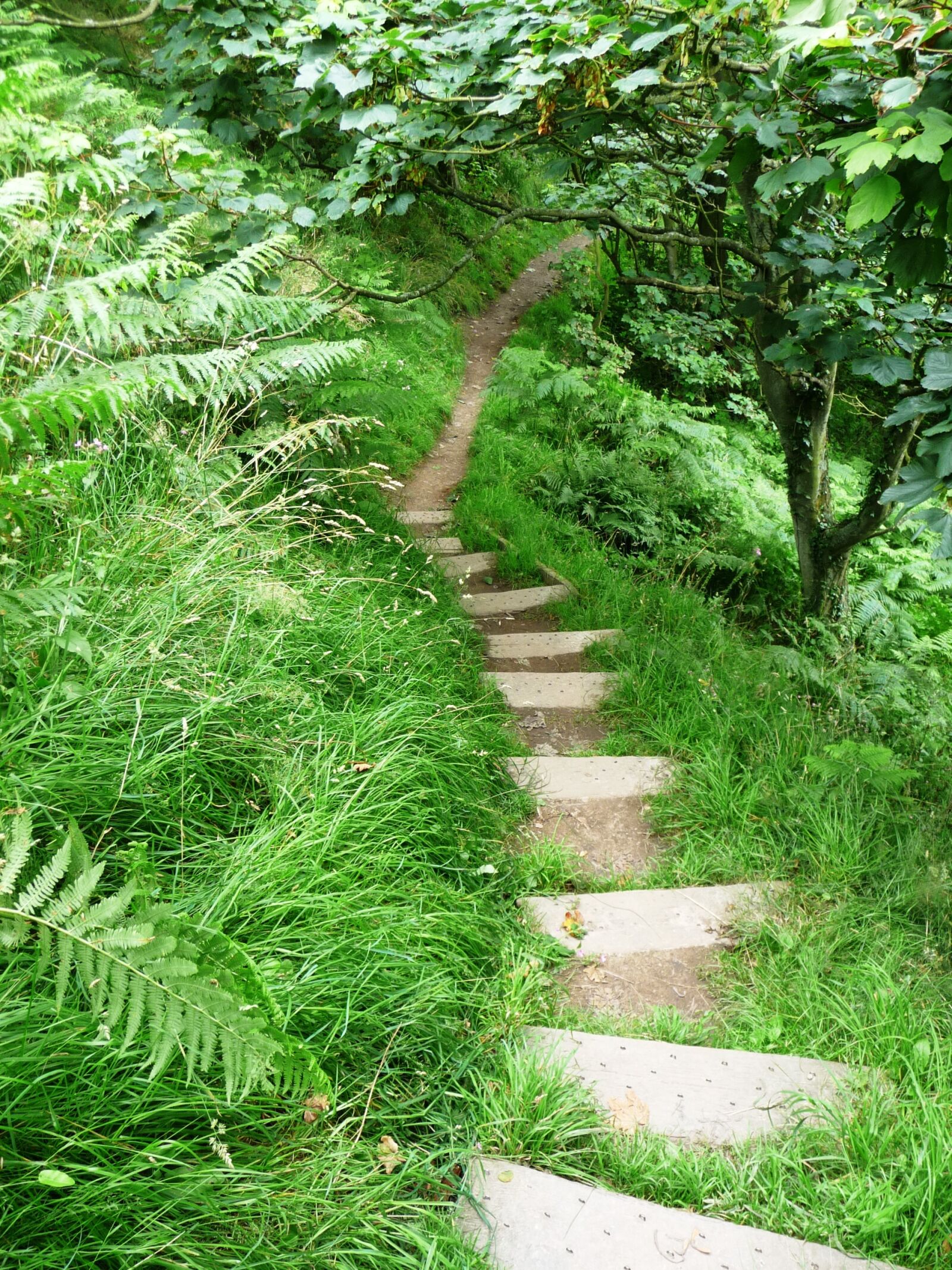 Panasonic Lumix DMC-TZ5 sample photo. Path, field, staircase photography