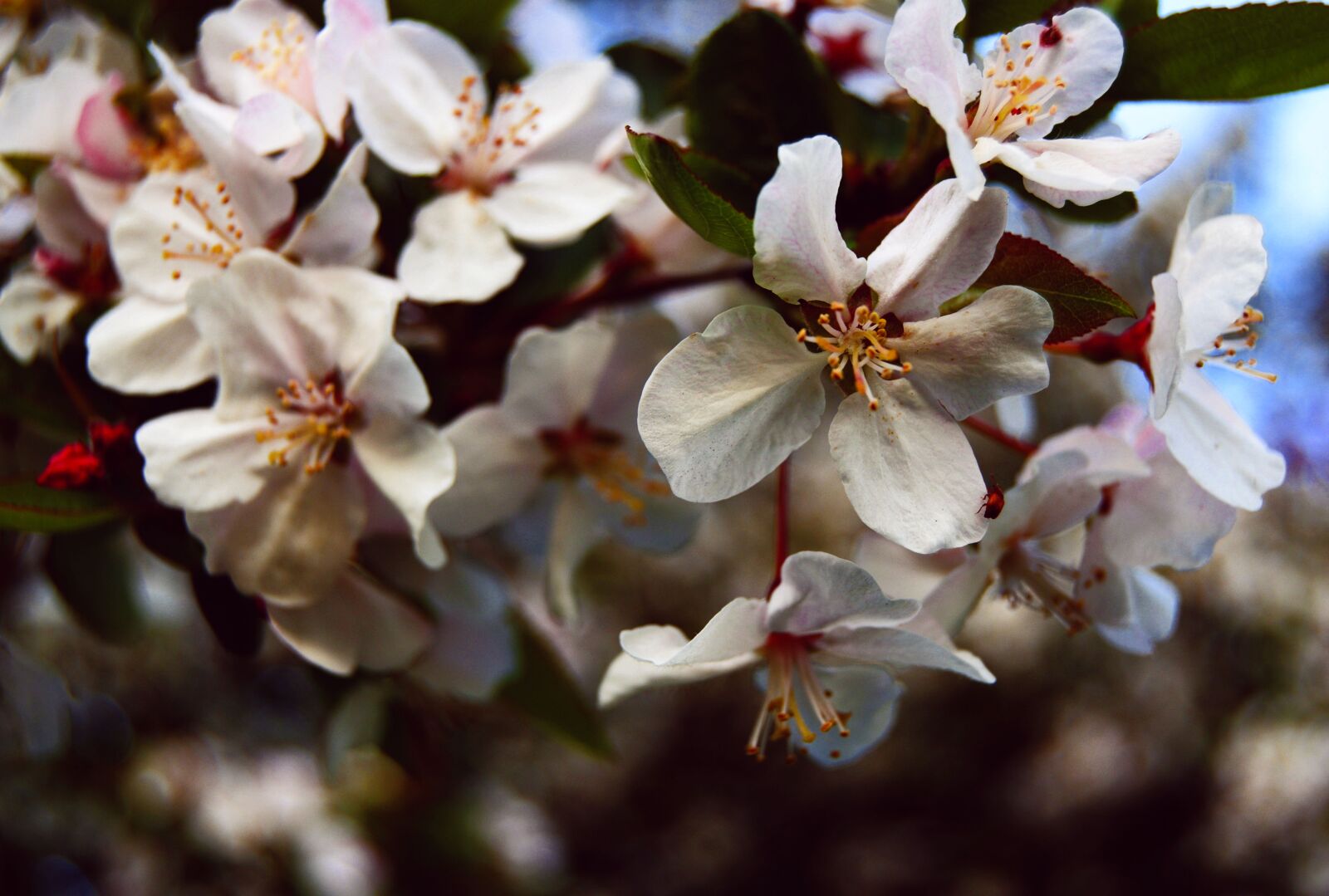 Nikon D3300 sample photo. Apple blossom, flower, white photography