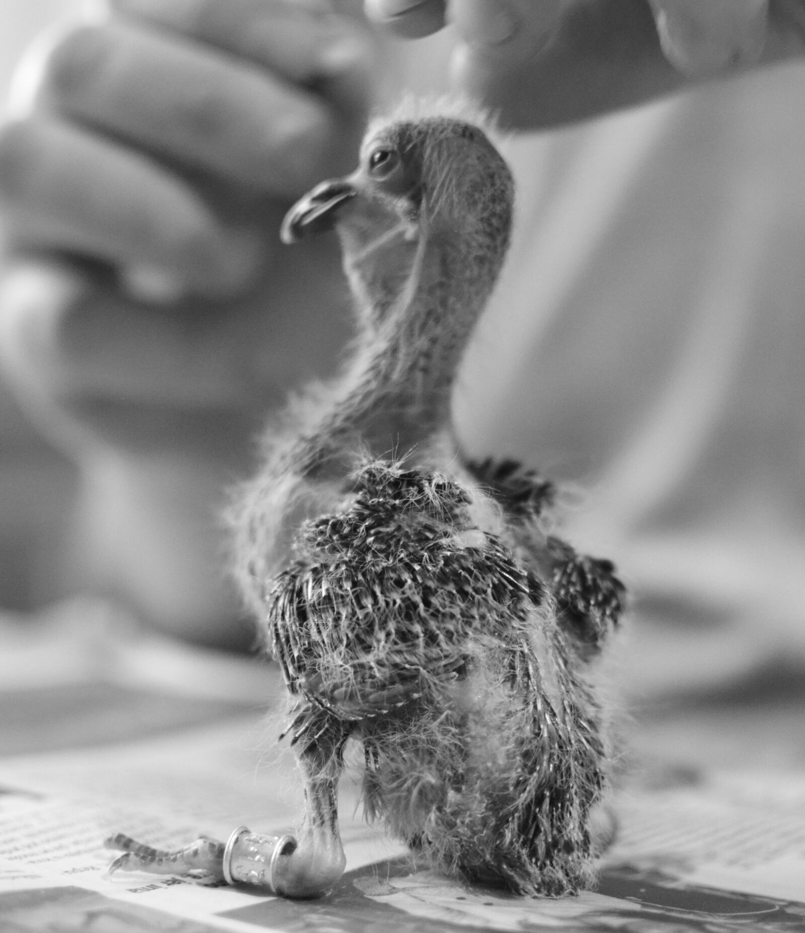 Nikon D5100 sample photo. Pigeon, squab photography