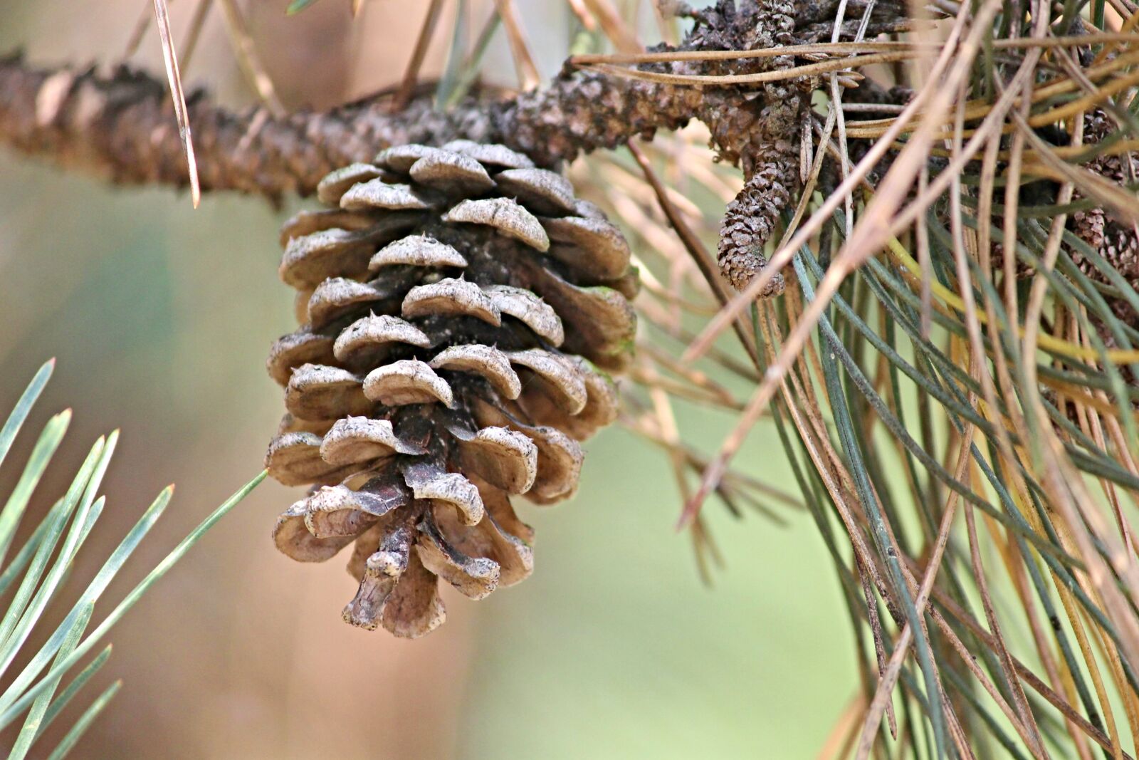 Canon EOS 1100D (EOS Rebel T3 / EOS Kiss X50) sample photo. Pine cones, pine, conifer photography