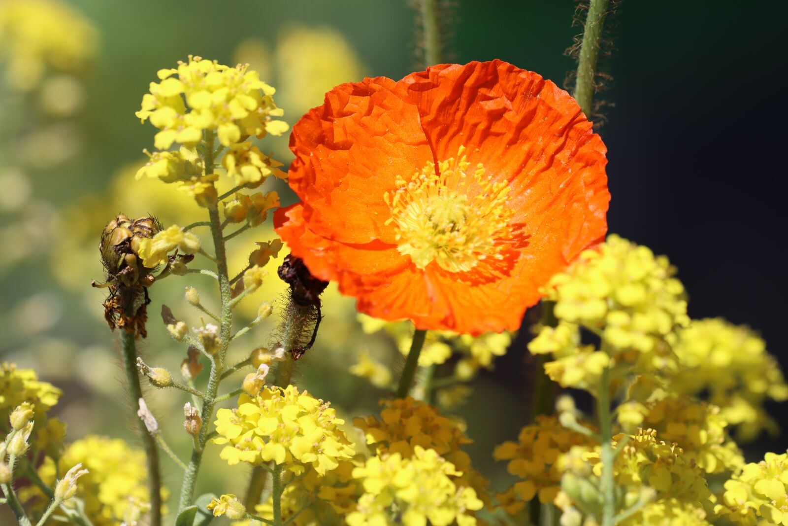 Canon EOS 90D sample photo. Poppy, stone herb, yellow photography
