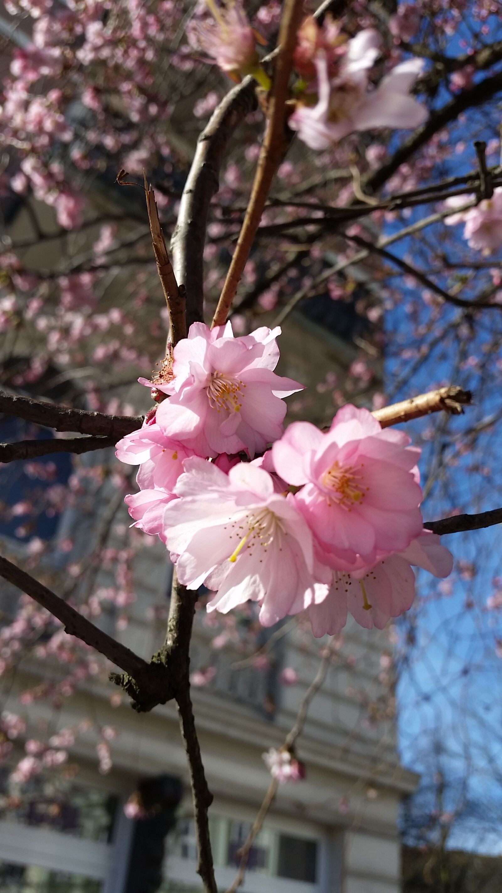 Samsung Galaxy S5 sample photo. Flower, spring, nature photography