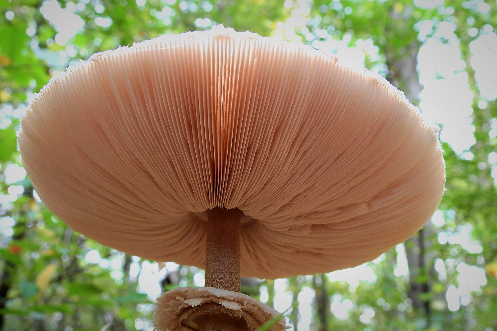 Nikon Coolpix P900 sample photo. Mushroom, sowa, autumn photography
