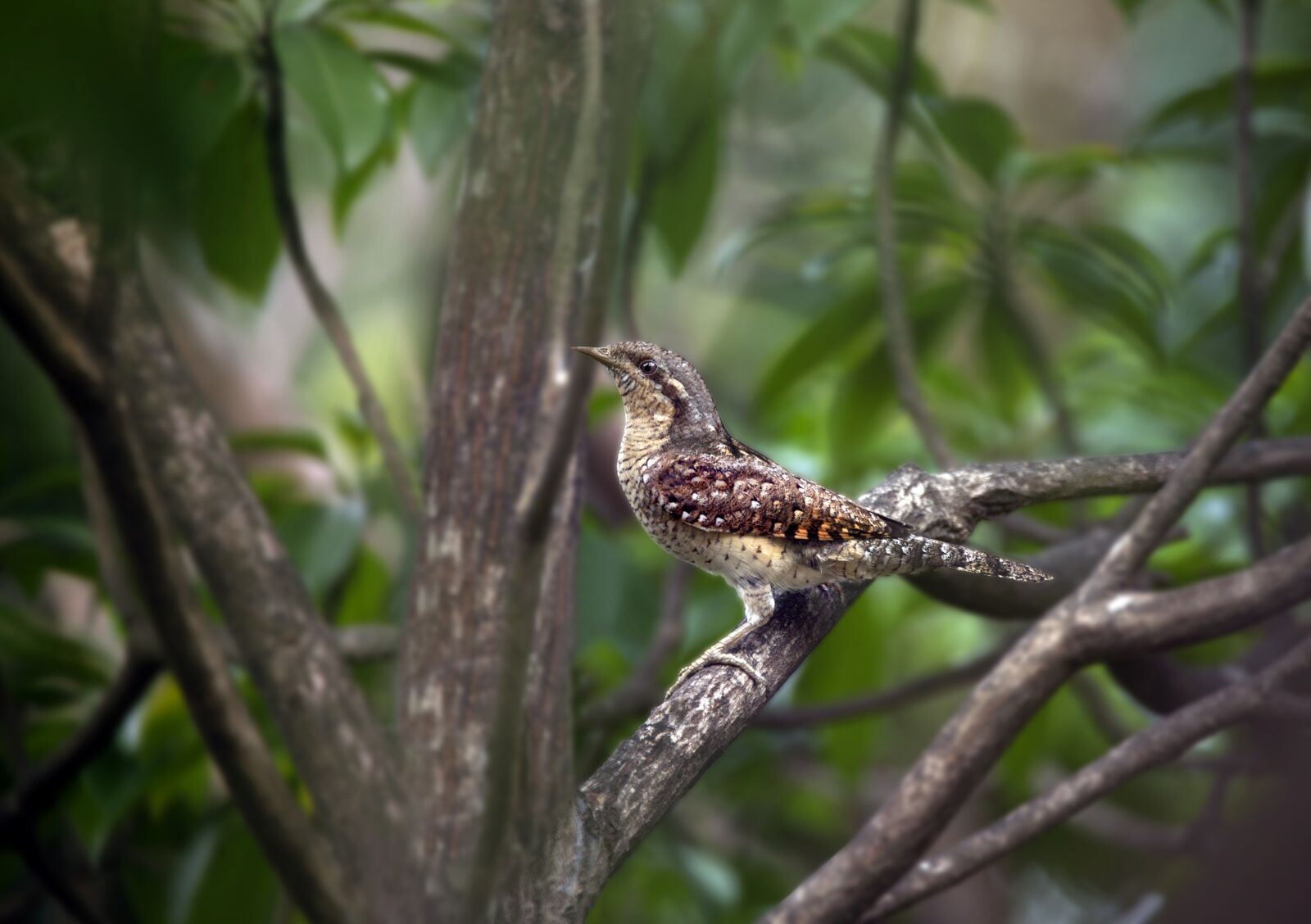 Canon EOS 5D Mark II sample photo. Bird, mother, needs photography