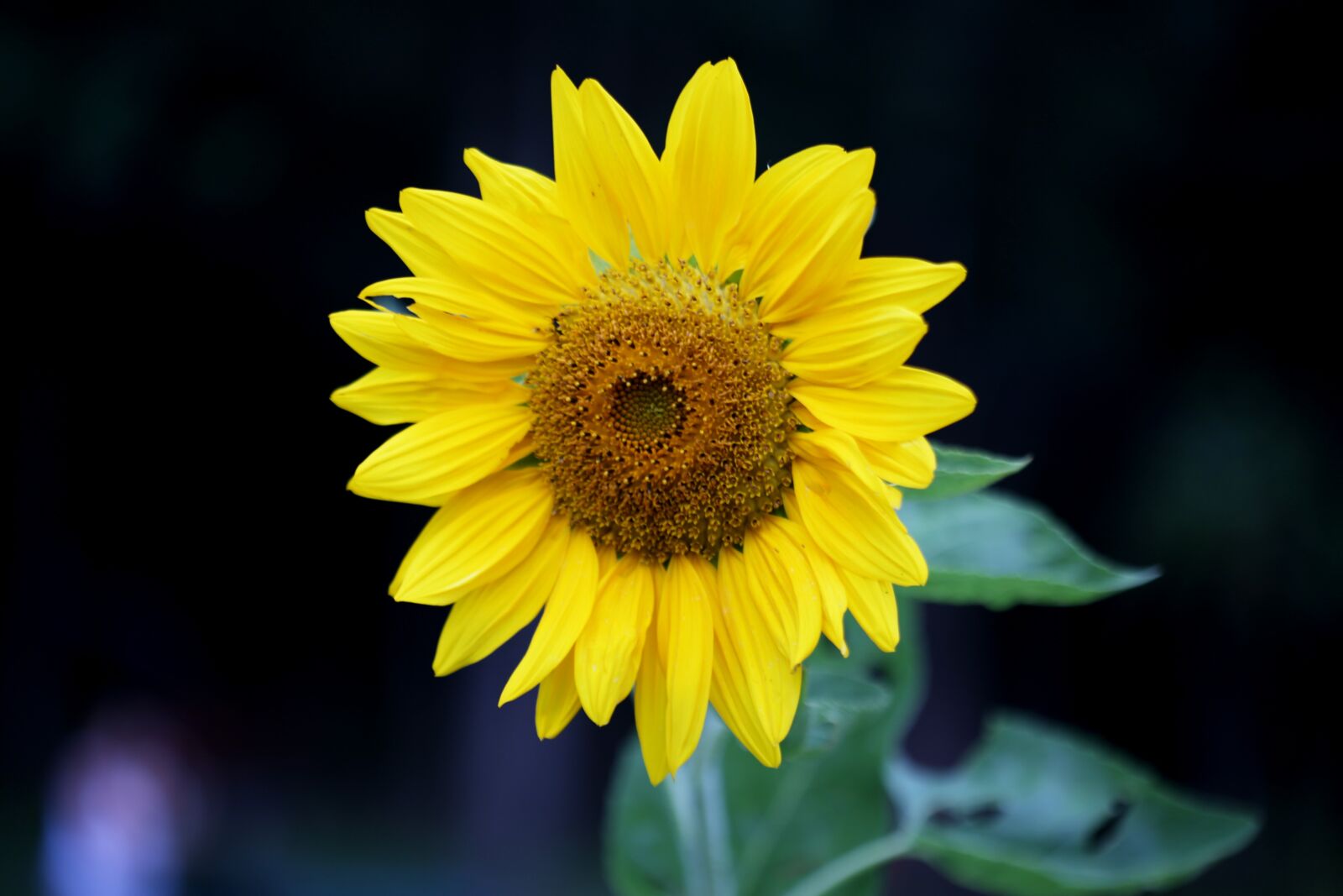 Canon EOS 5D Mark III sample photo. Sunflower, flower, yellow photography