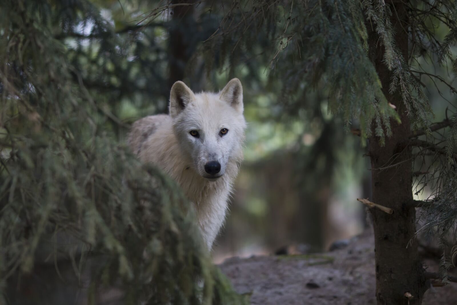 Canon EOS 70D sample photo. Wolf, polar, animal photography