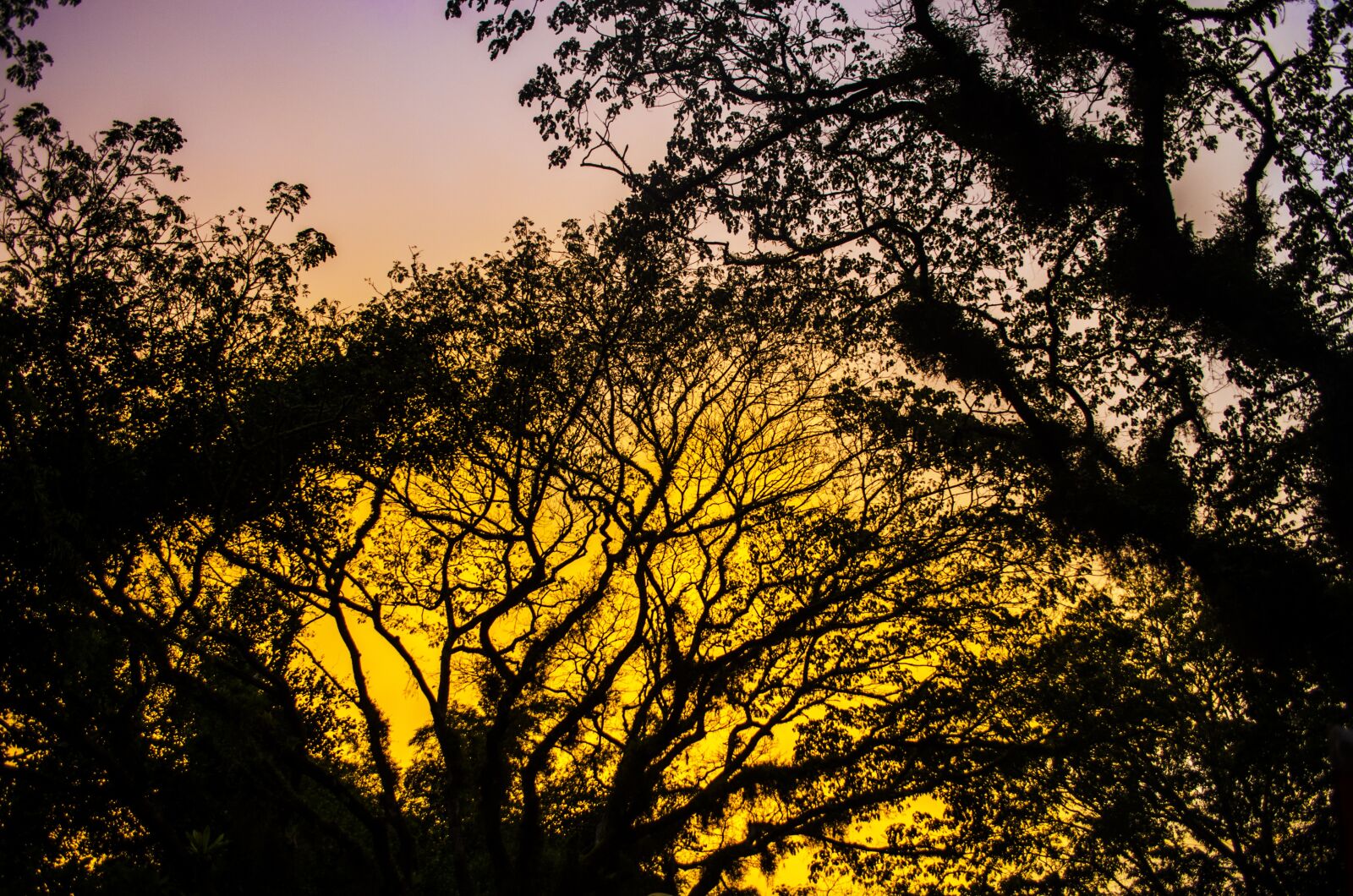 Nikon D7000 sample photo. Nature, tree, landscape photography