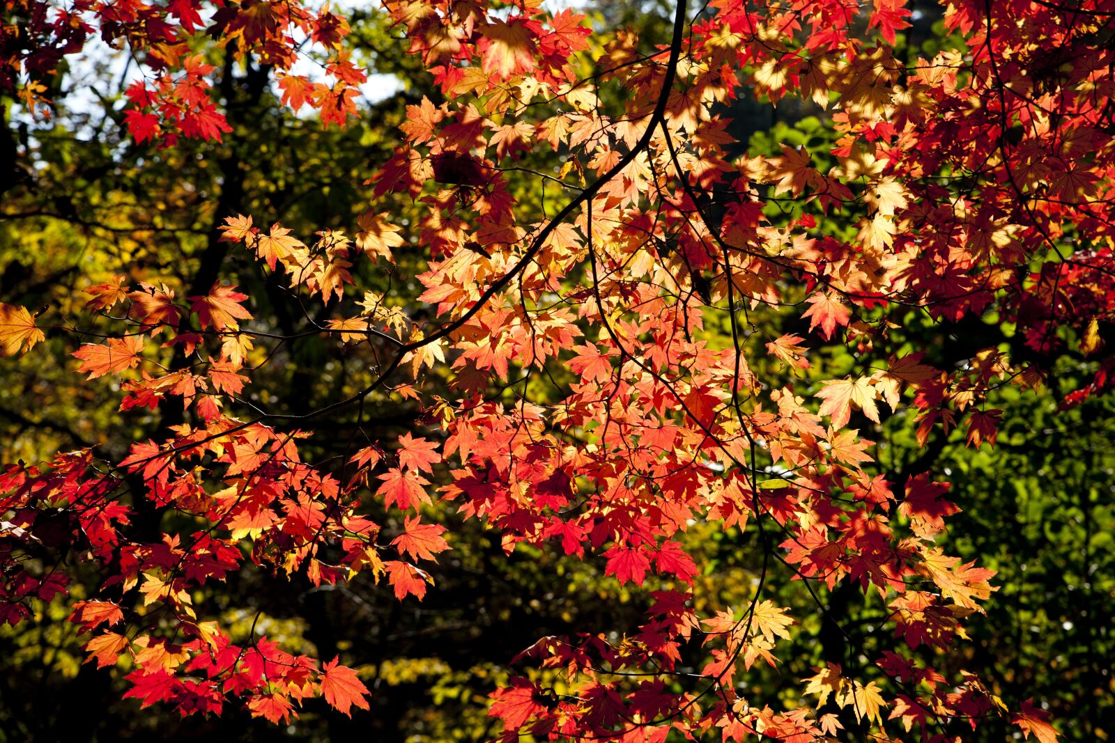 Canon EOS 5D sample photo. Autumn leaves, leaves, autumn photography