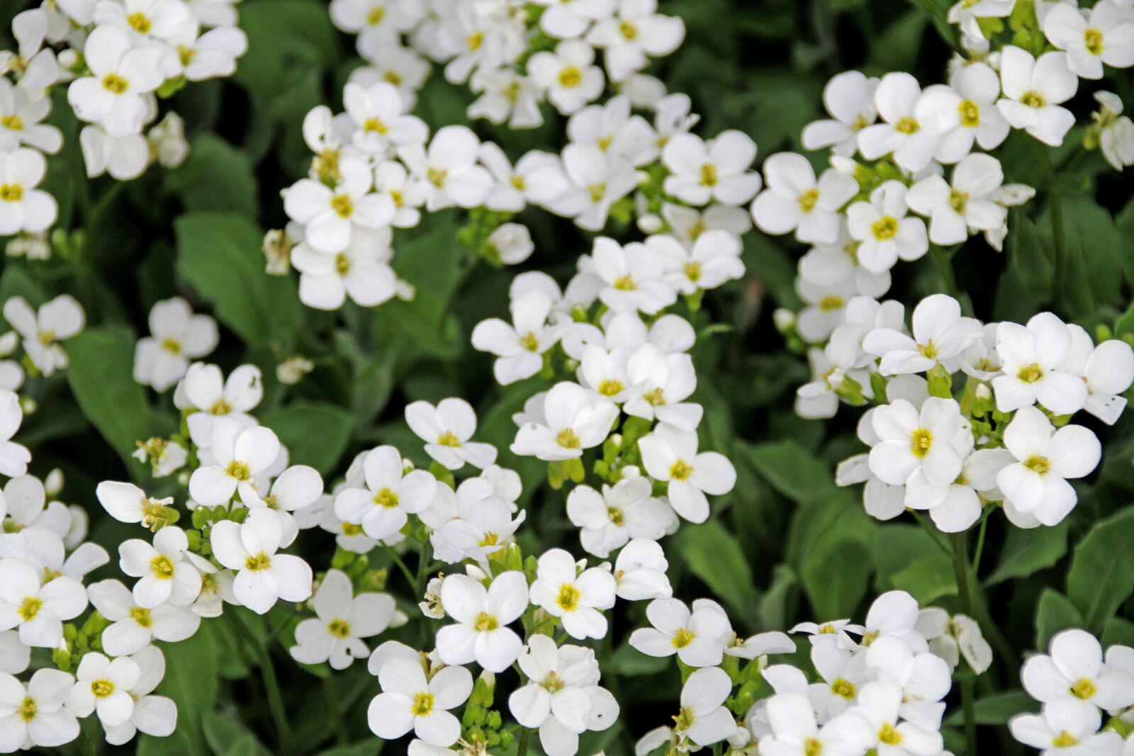 Canon EOS 7D sample photo. White flower, nature, summer photography