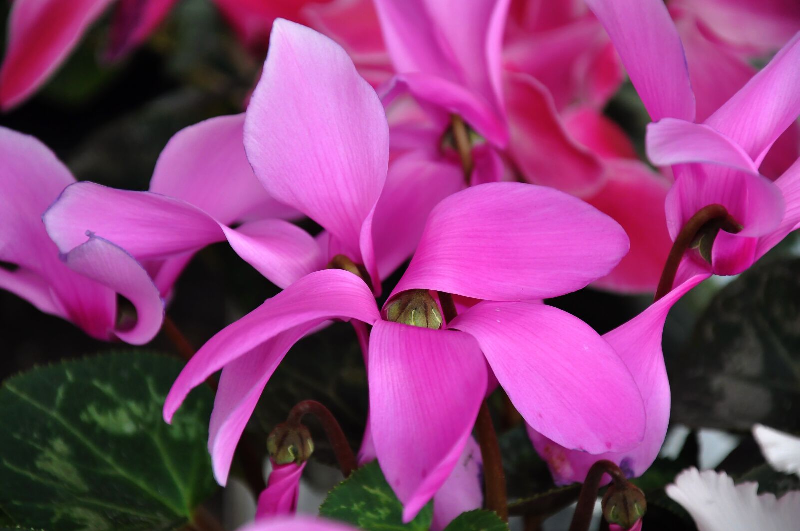 Nikon D90 sample photo. Cyclamen, spring flower, pink photography