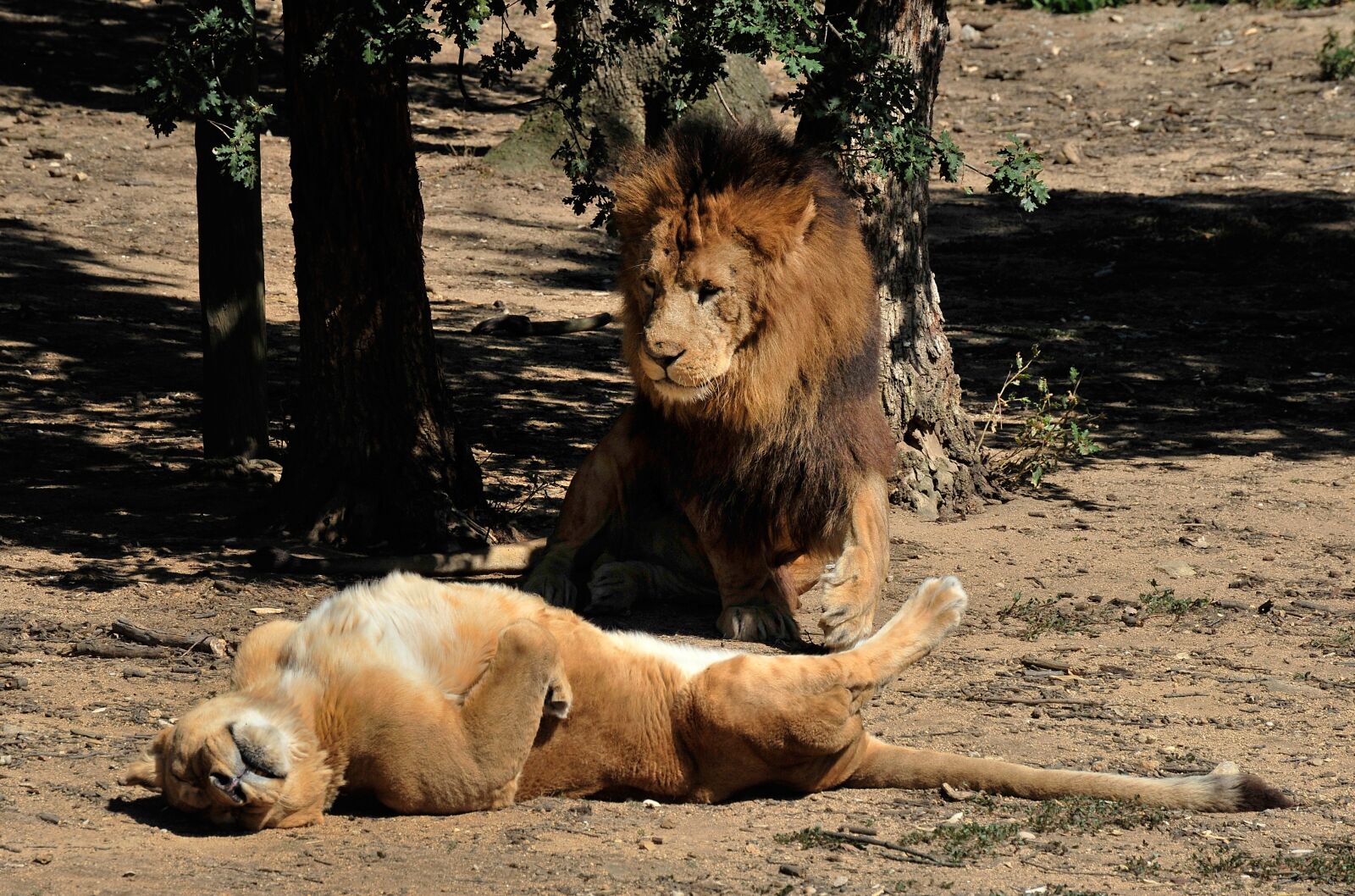 Nikon D3 sample photo. Lion, lioness, carnivore photography