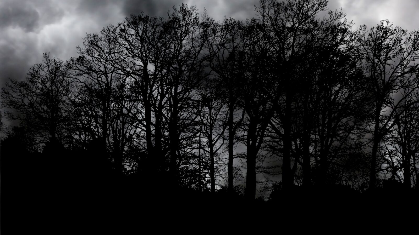 Panasonic Lumix DMC-FZ200 sample photo. Forest, nature, dark photography