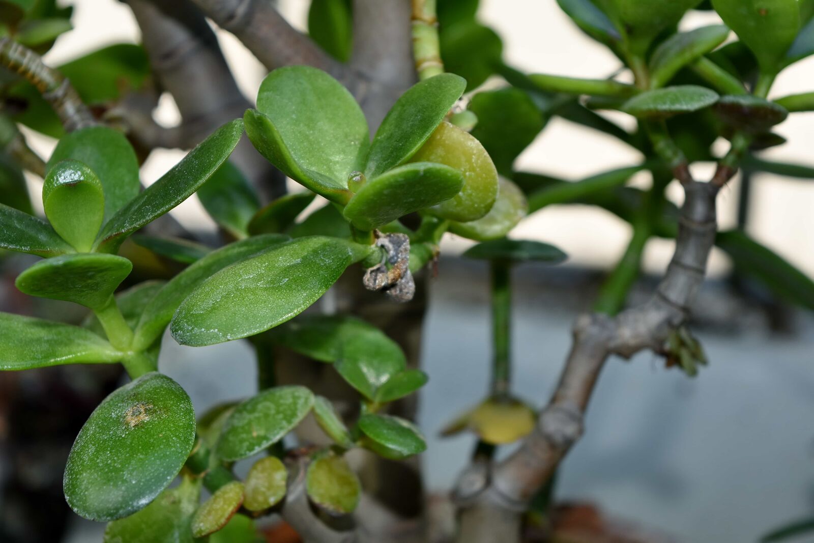 Nikon D5500 sample photo. Leaf, tree, nature, herb photography