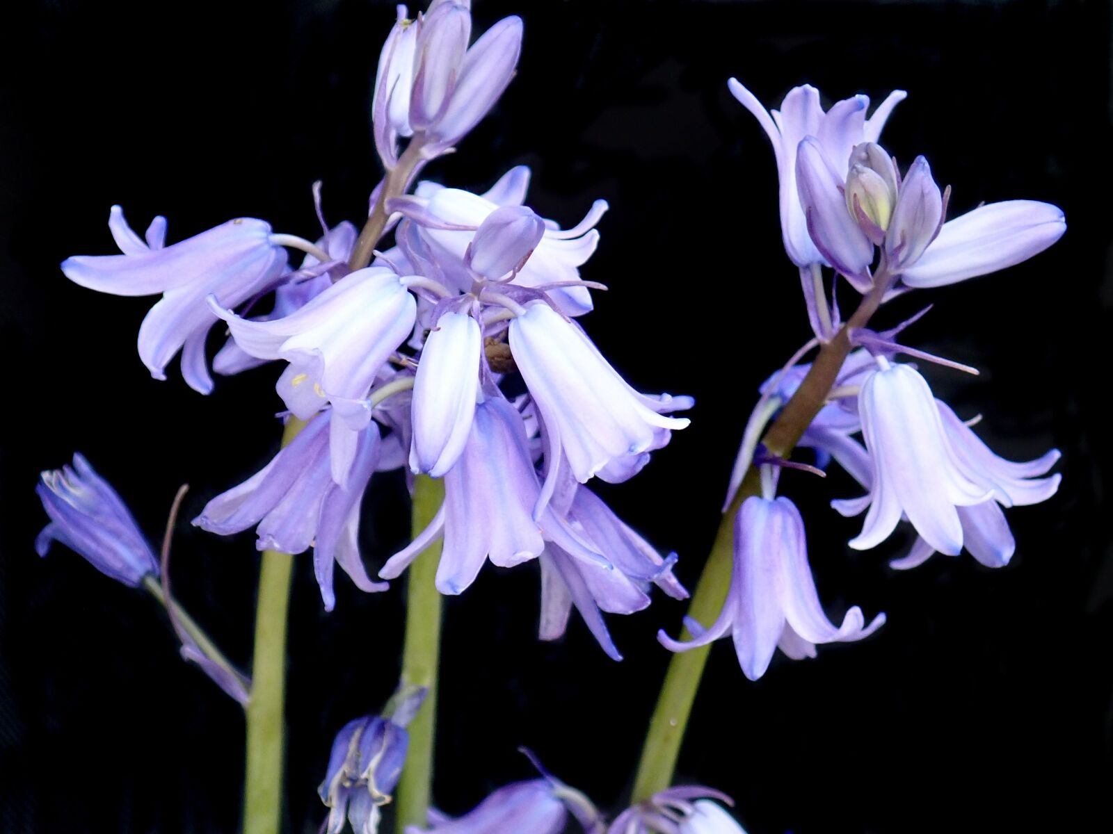Olympus TG-5 sample photo. Bluebells, flowers, bloom photography