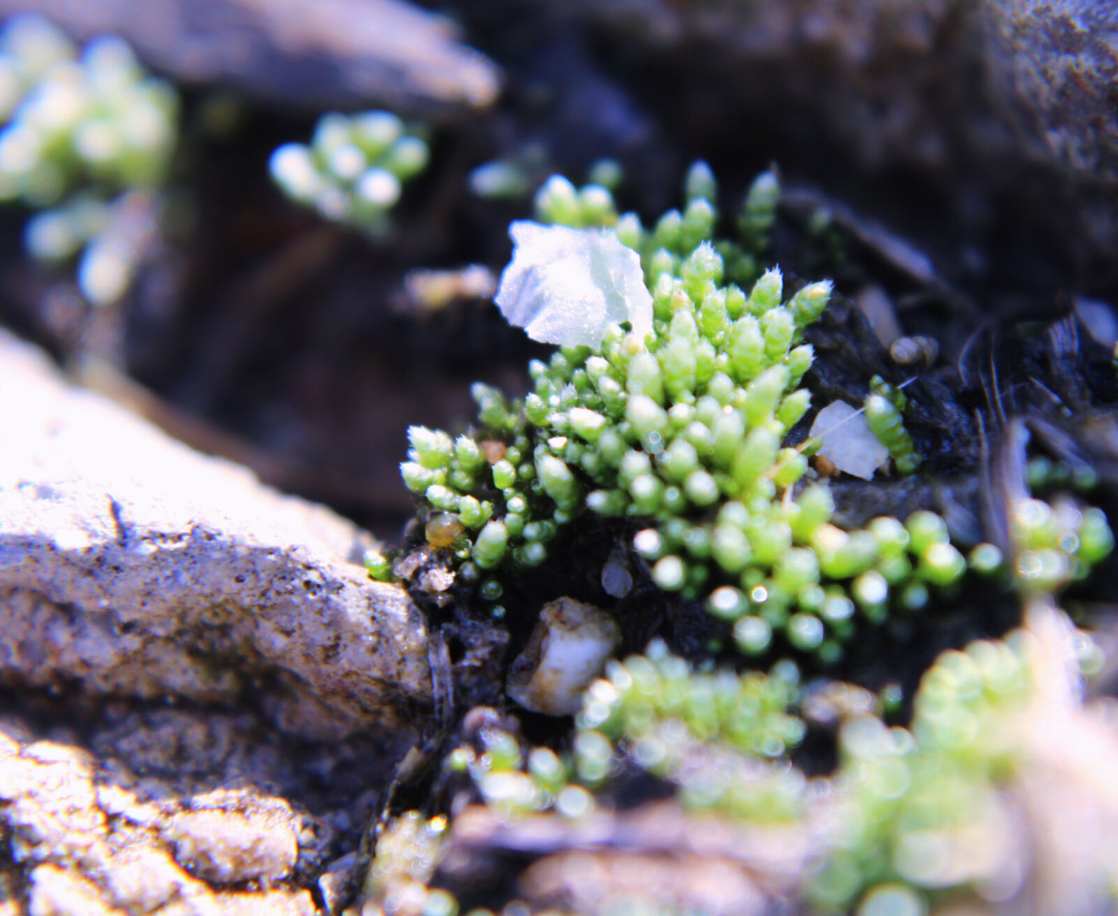 Canon EOS 1200D (EOS Rebel T5 / EOS Kiss X70 / EOS Hi) sample photo. Macro, crack, in, sidewalk photography