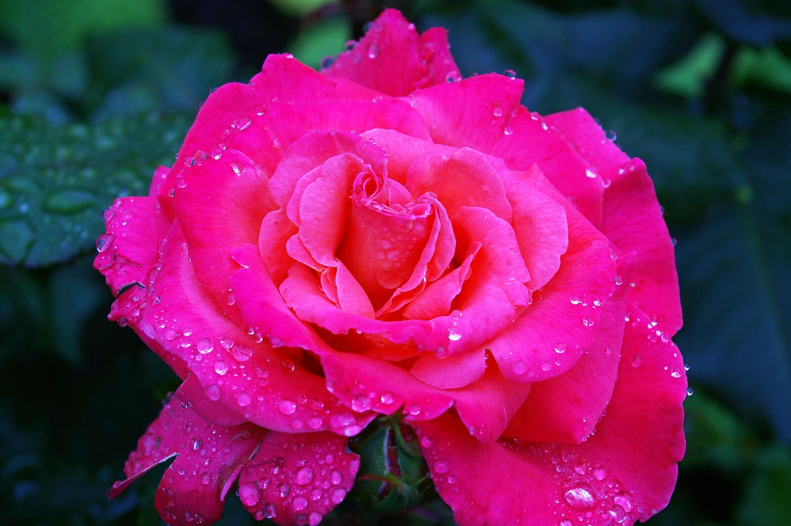Pentax *ist DL2 sample photo. Rose, albrecht d rer photography