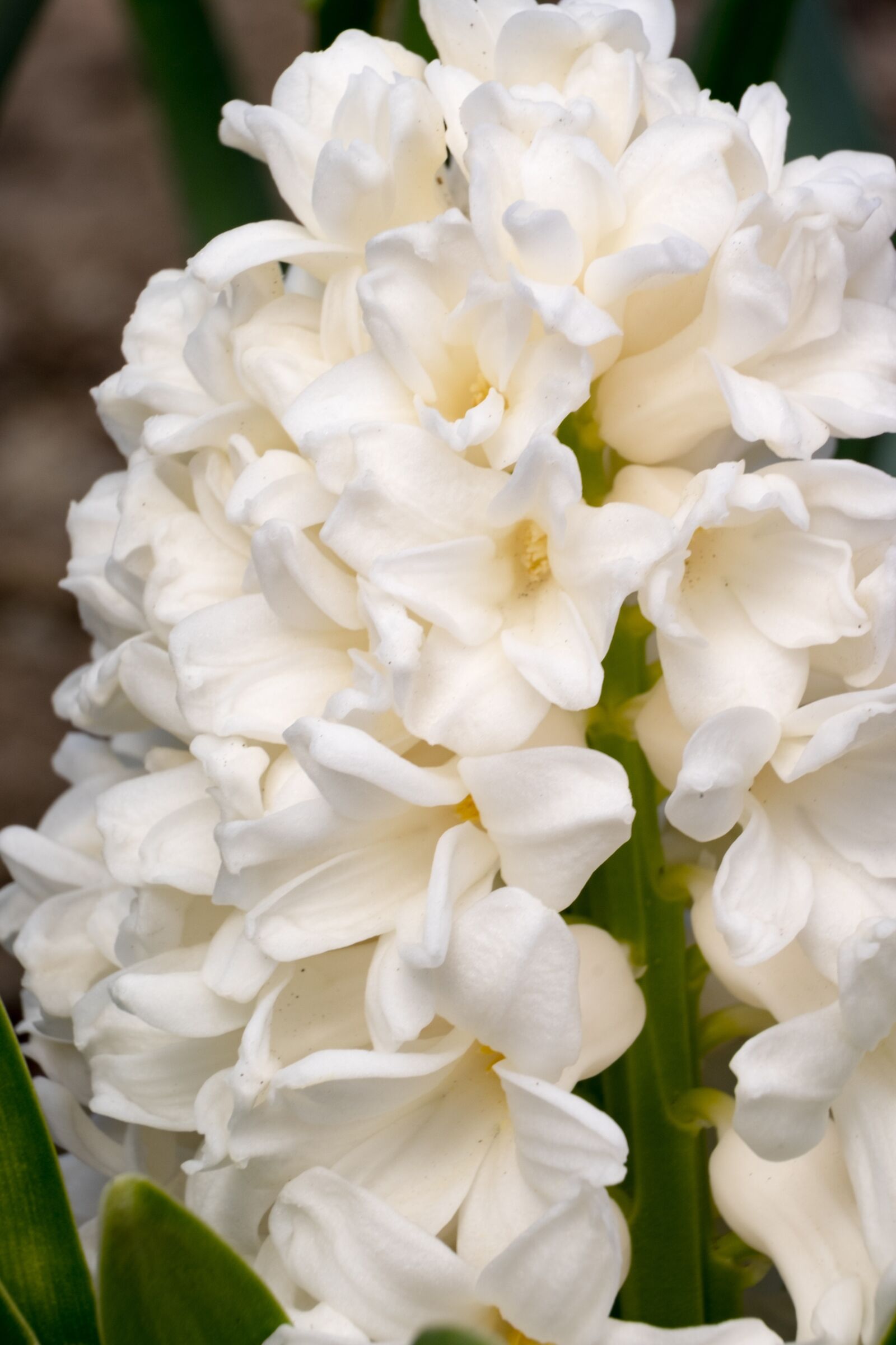 Fujifilm XF 55-200mm F3.5-4.8 R LM OIS sample photo. Flower, hyacinth, spring photography