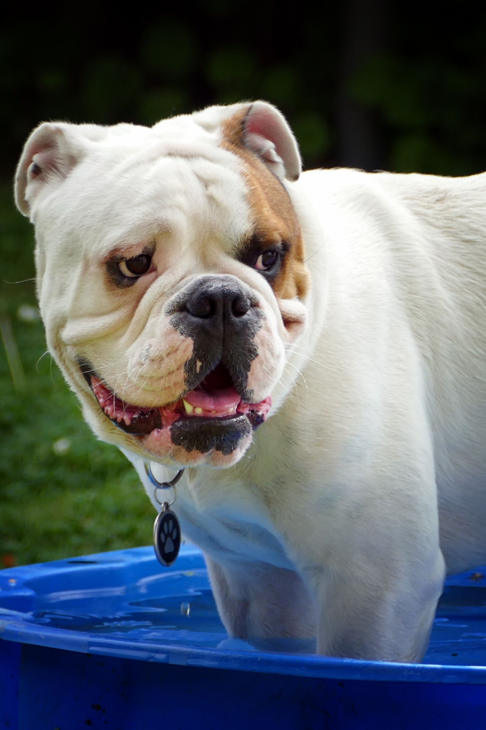 Panasonic Lumix DMC-FZ1000 sample photo. English bulldog, portrait, summer photography