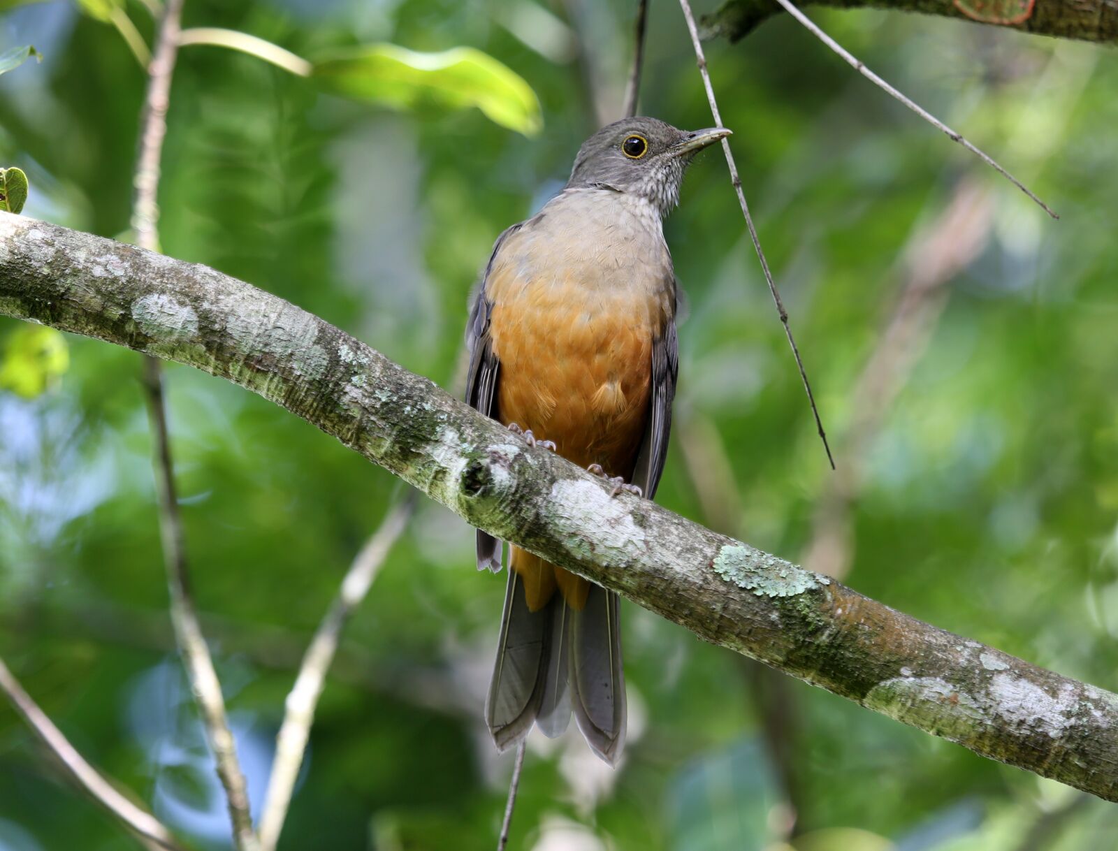 Canon EOS 5D Mark III sample photo. Creamy orange, bird, tropical photography