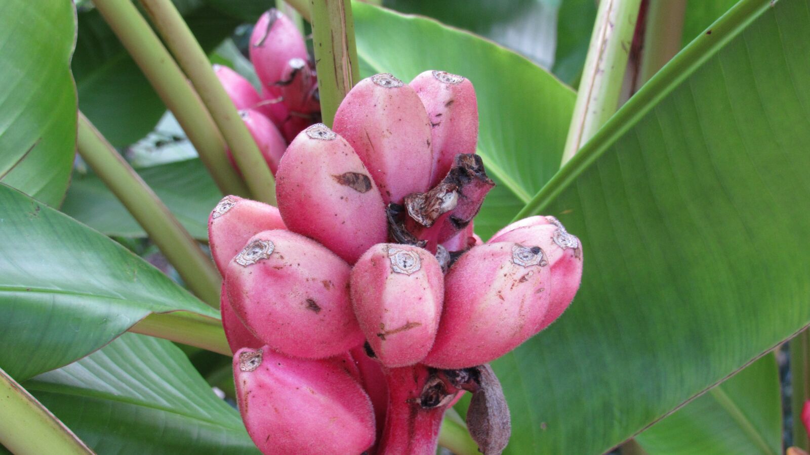 Canon PowerShot SX530 HS sample photo. Flower, bud, fruit photography