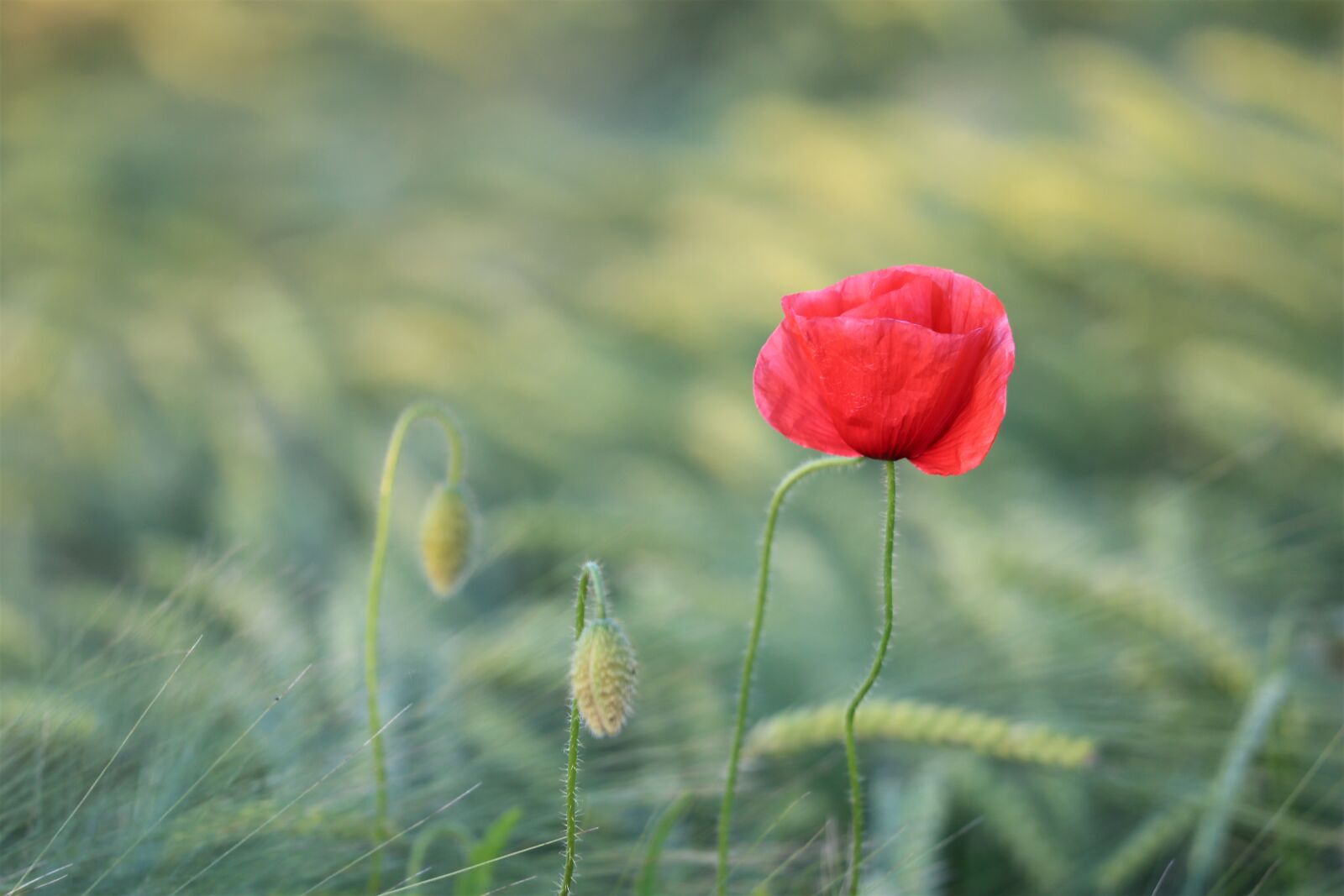 Canon EF 70-300 F4-5.6 IS II USM sample photo. Single red poppy, blooming photography