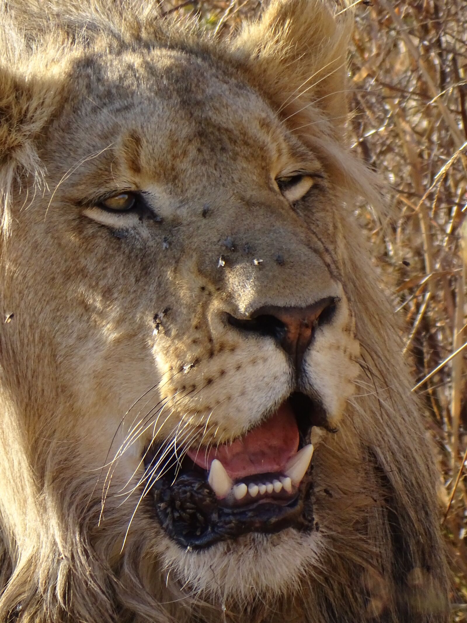Sony Cyber-shot DSC-HX400V sample photo. Lion, portrait, animal portrait photography