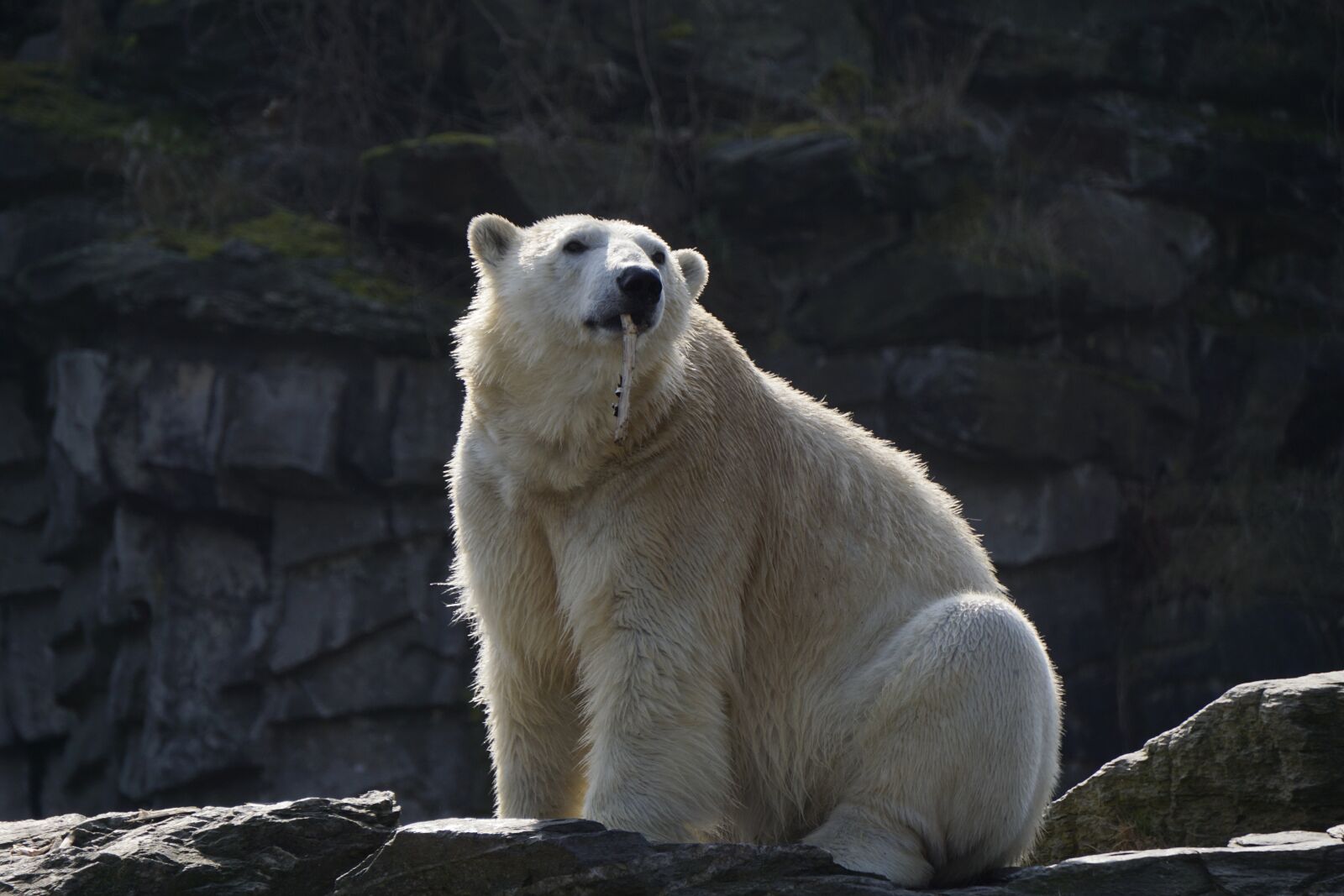 Sony a5100 sample photo. Polar bear, mammal, animal photography