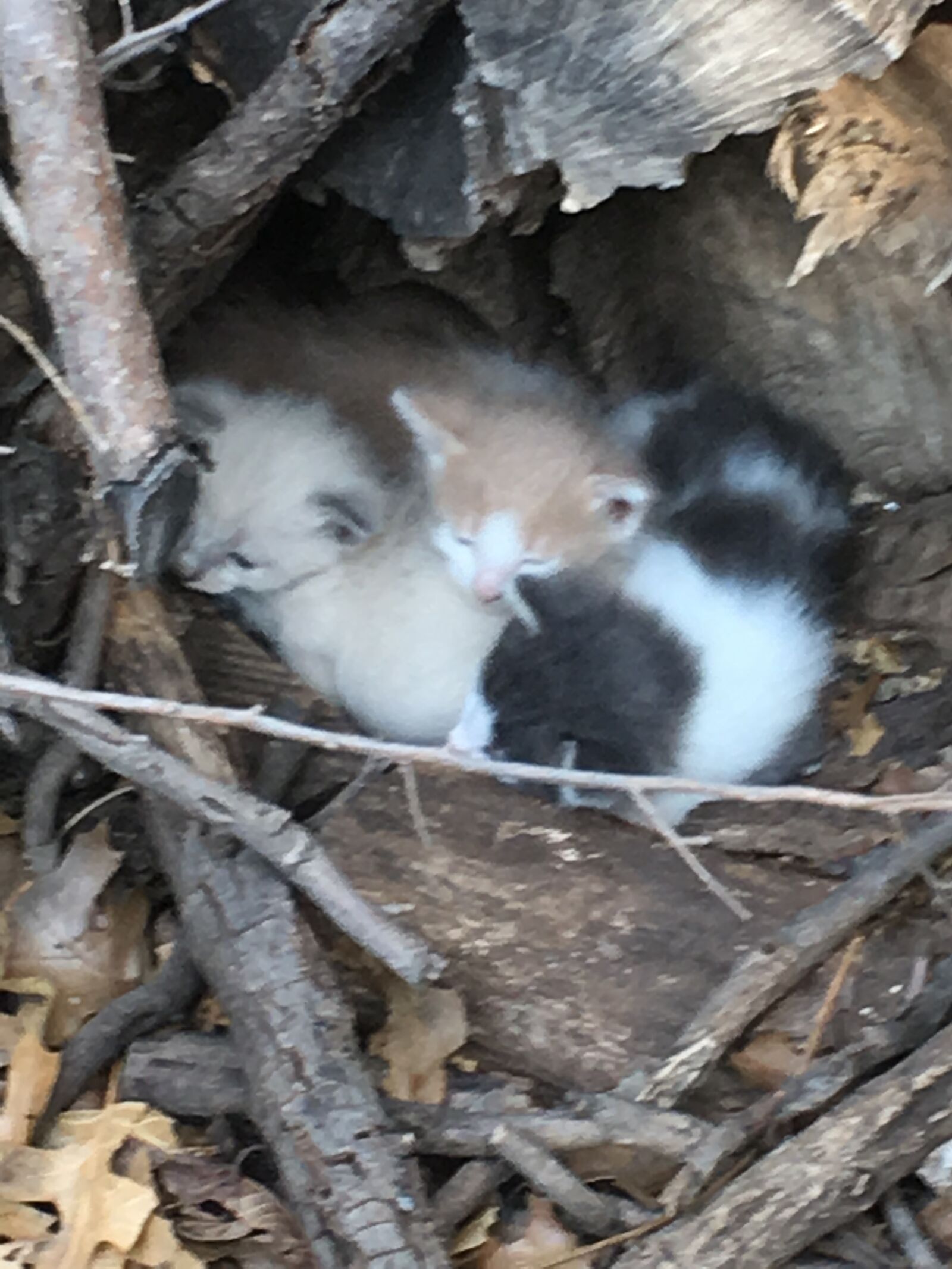 iPhone 6s Plus back camera 4.15mm f/2.2 sample photo. Three, sleeping, kittens photography