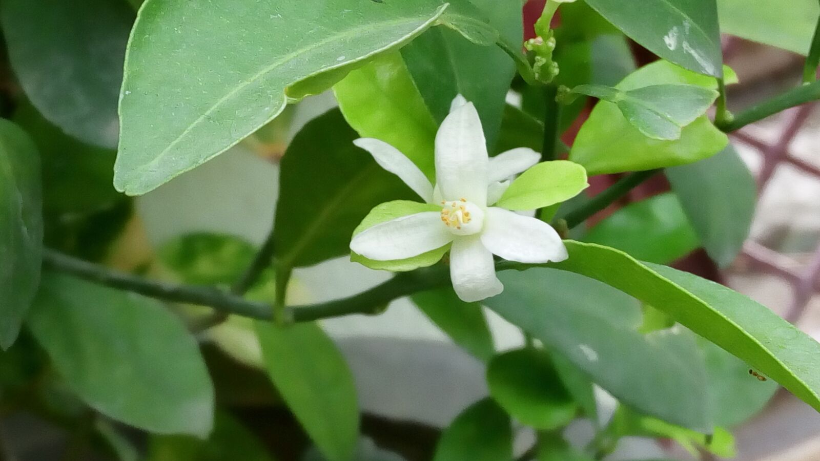 Lenovo VIBE X3 LITE sample photo. Nature, leaf, flora photography