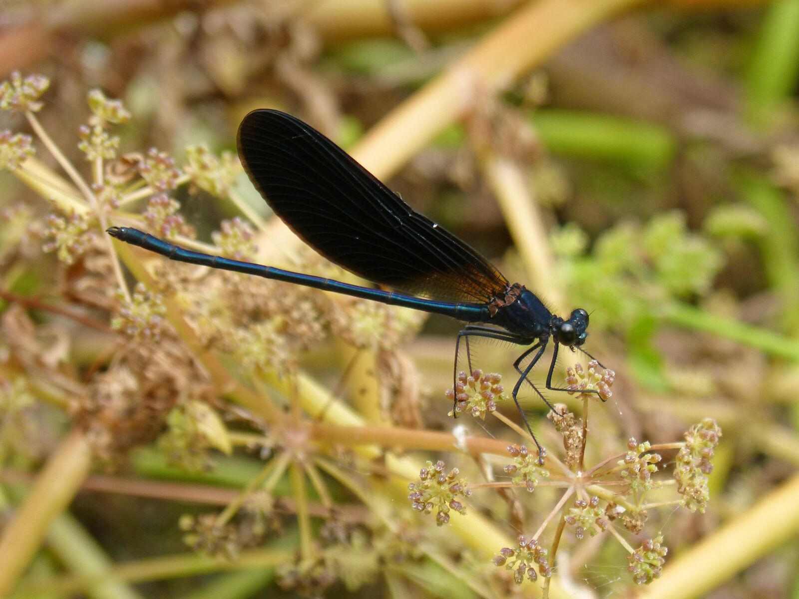 Panasonic DMC-FZ62 sample photo. Black dragonfly, damselfly, wetland photography