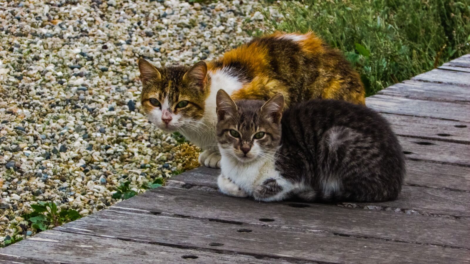 Canon PowerShot SX400 IS sample photo. Cats, stray, outdoors photography