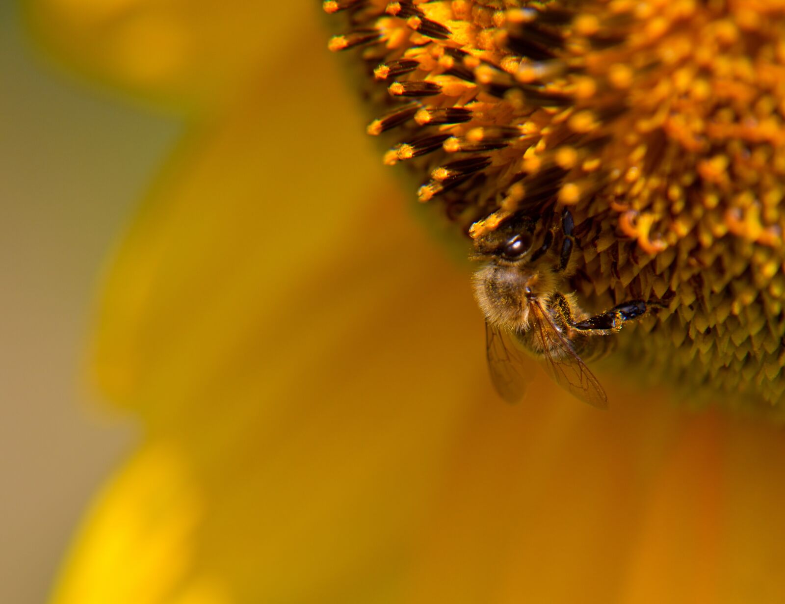 Nikon D5500 sample photo. Bee, sunflower, blossom photography