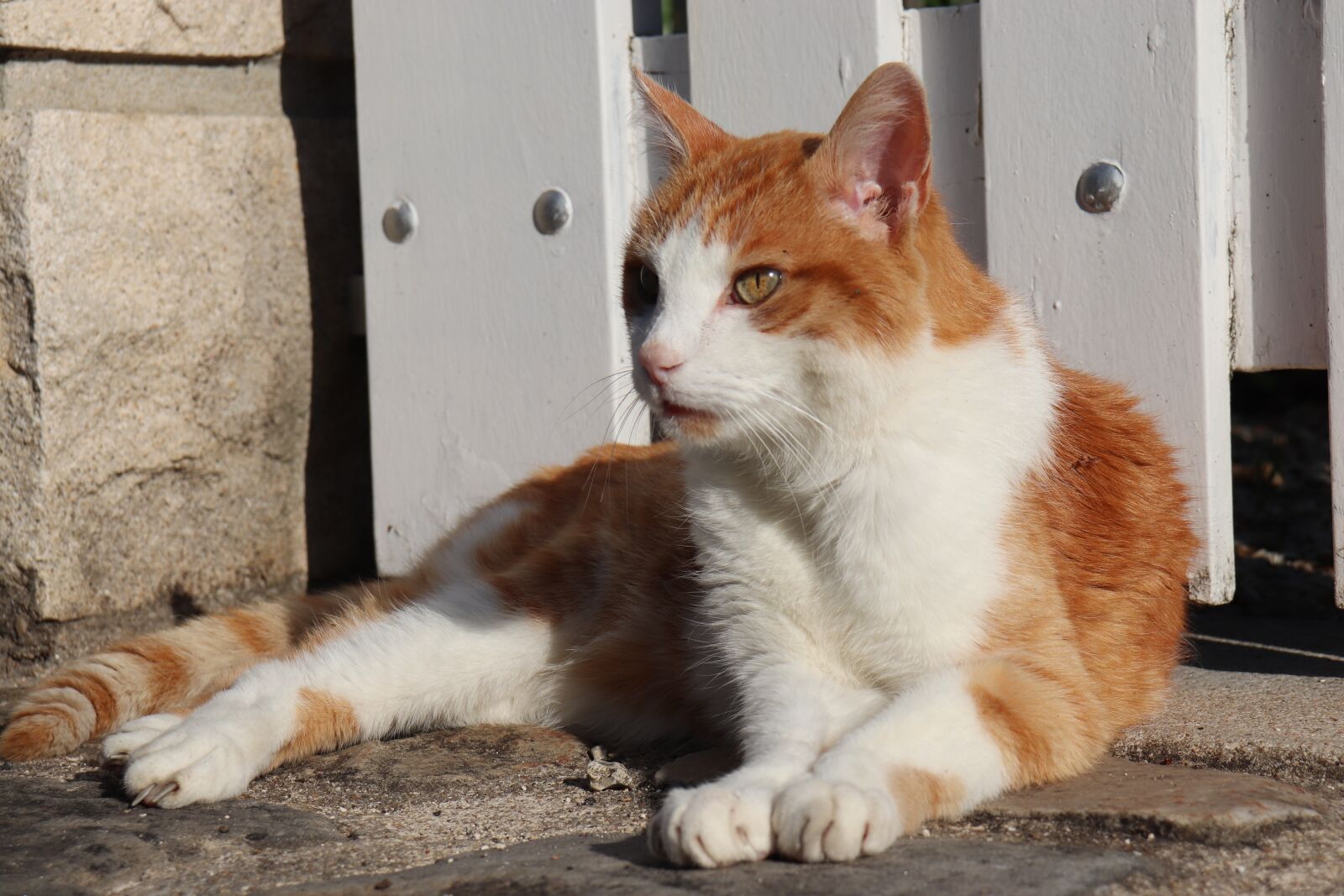 Canon EOS 800D (EOS Rebel T7i / EOS Kiss X9i) sample photo. Cat, roux, felines photography