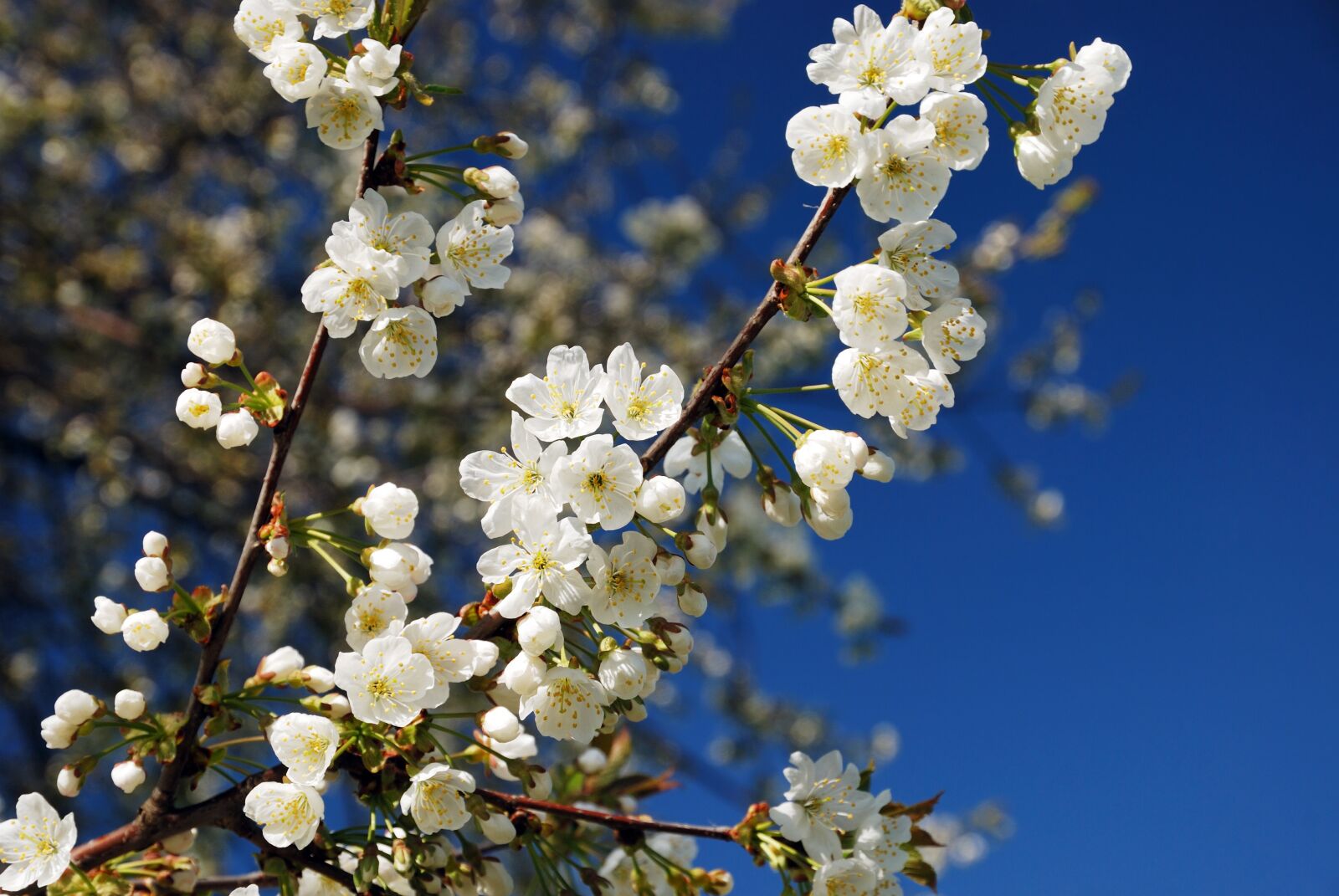 Nikon D80 sample photo. Cherry, flower, branch photography