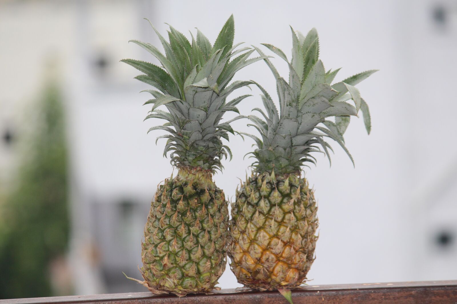 Canon EOS 700D (EOS Rebel T5i / EOS Kiss X7i) sample photo. Pineapples, pineapple fruits, fruits photography