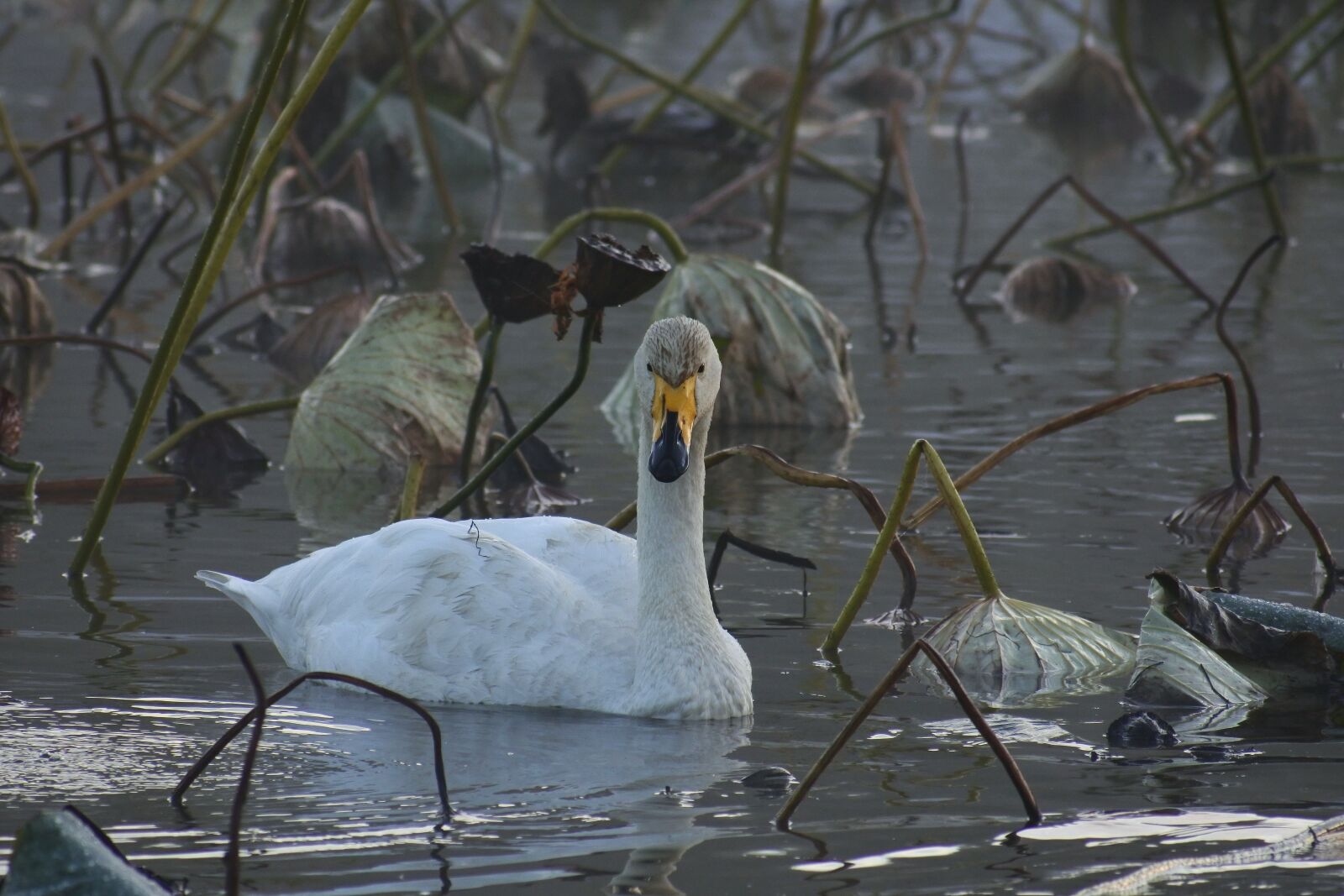 VR 70-300mm f/4.5-6.3G sample photo. Animal, morning, fog photography