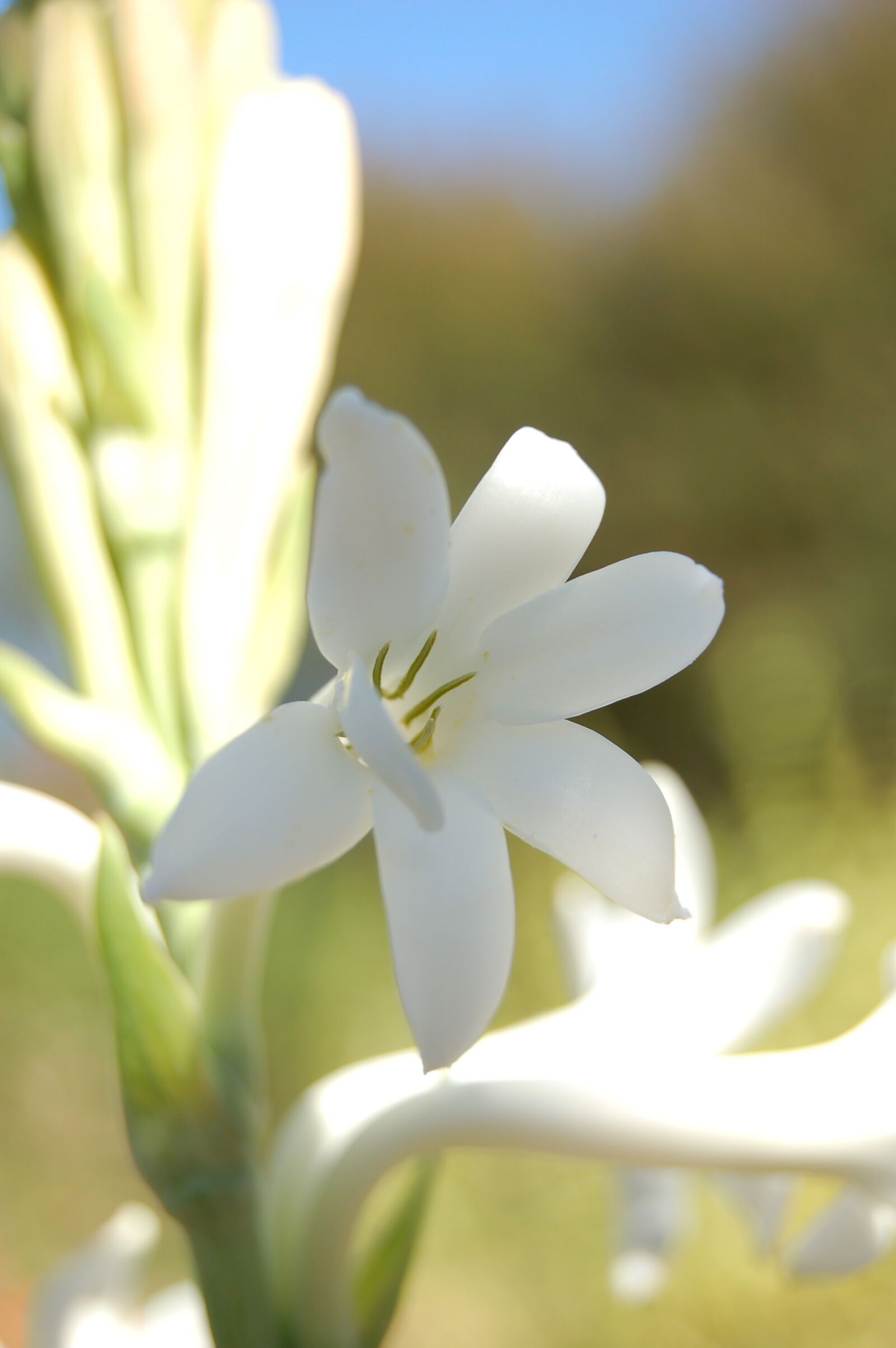 AF-S DX Zoom-Nikkor 18-55mm f/3.5-5.6G ED sample photo. Flower, garden, white, flower photography